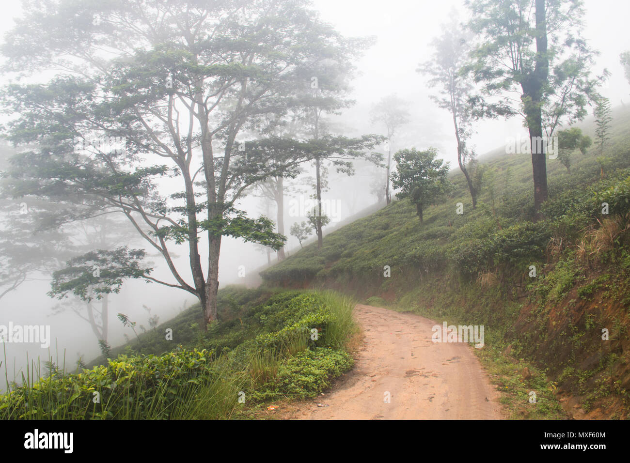 Cloud Wälder in der Umgebung von Kandy und die handknöchel Berge in Sri Lanka Stockfoto