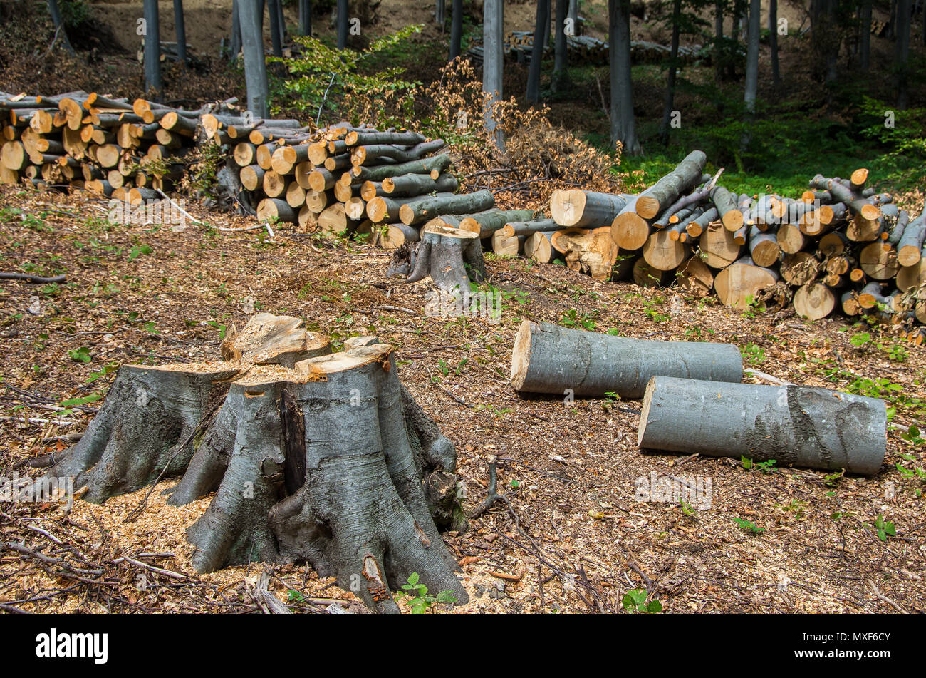 Schäden an der Natur. Schnittholz Rundholz in einem Haufen für die Entfernung vom Wald gestapelt. Europa Stockfoto