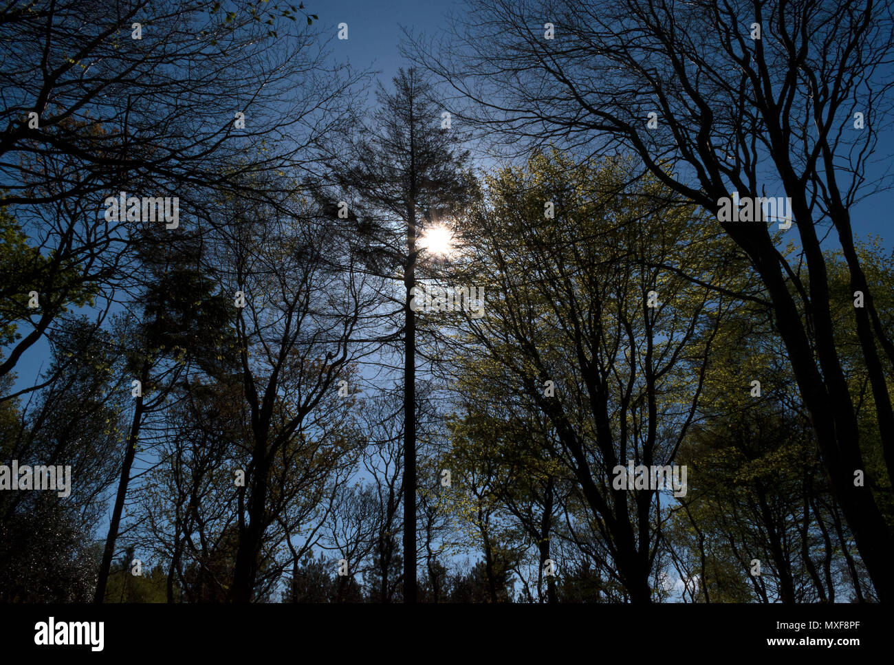 Sun hellem Sonnenlicht Silhouette durch Bäume dunklen Wald Holz Stockfoto