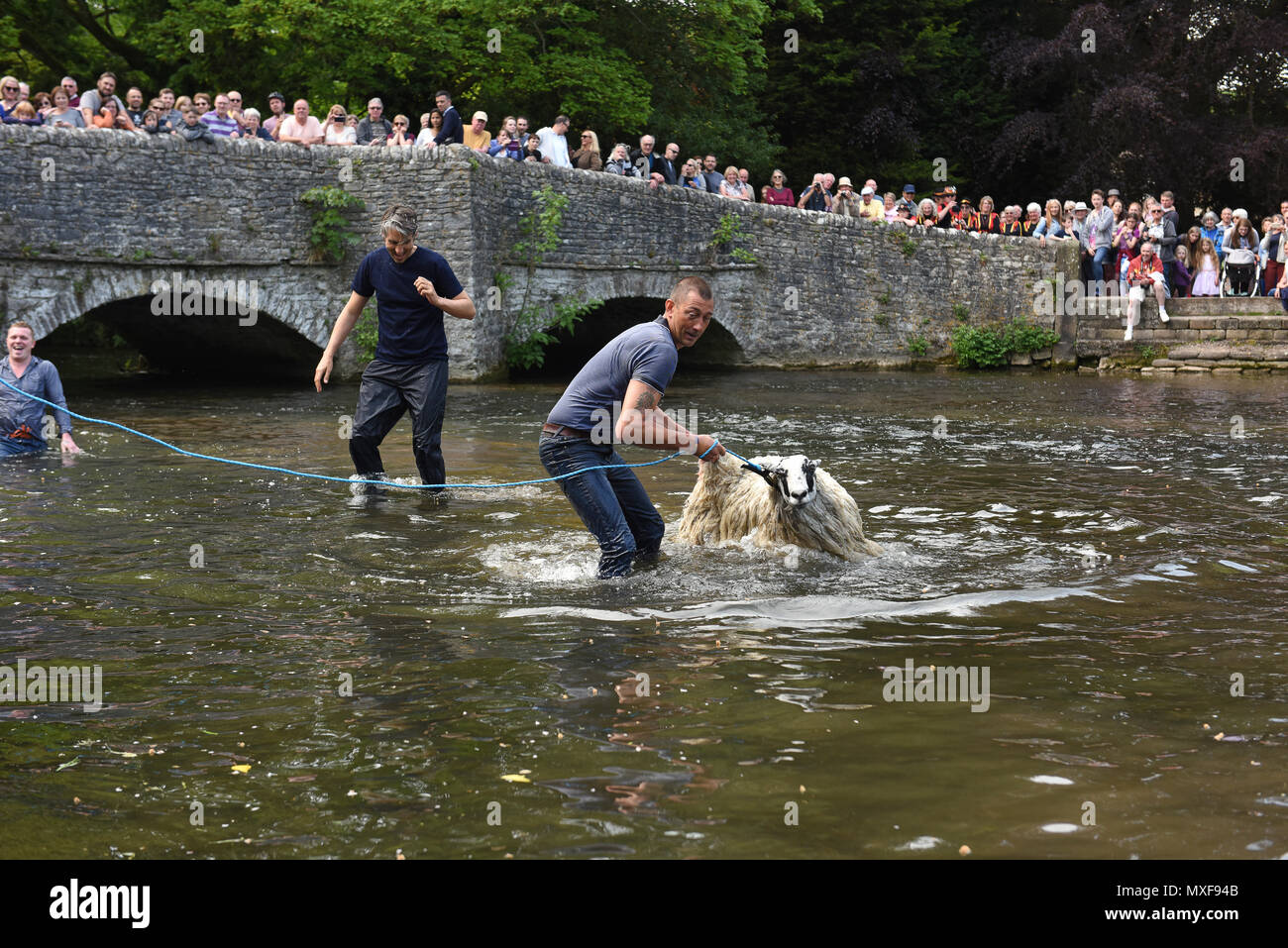 Ashford im Wasser, Derbyshire, UK die Bauern ihre Schafe in den Fluss Wye Eintauchen bei Schafen Waschen Brücke in Ashford-im-Wasser während der Dörfer "Wir Stockfoto