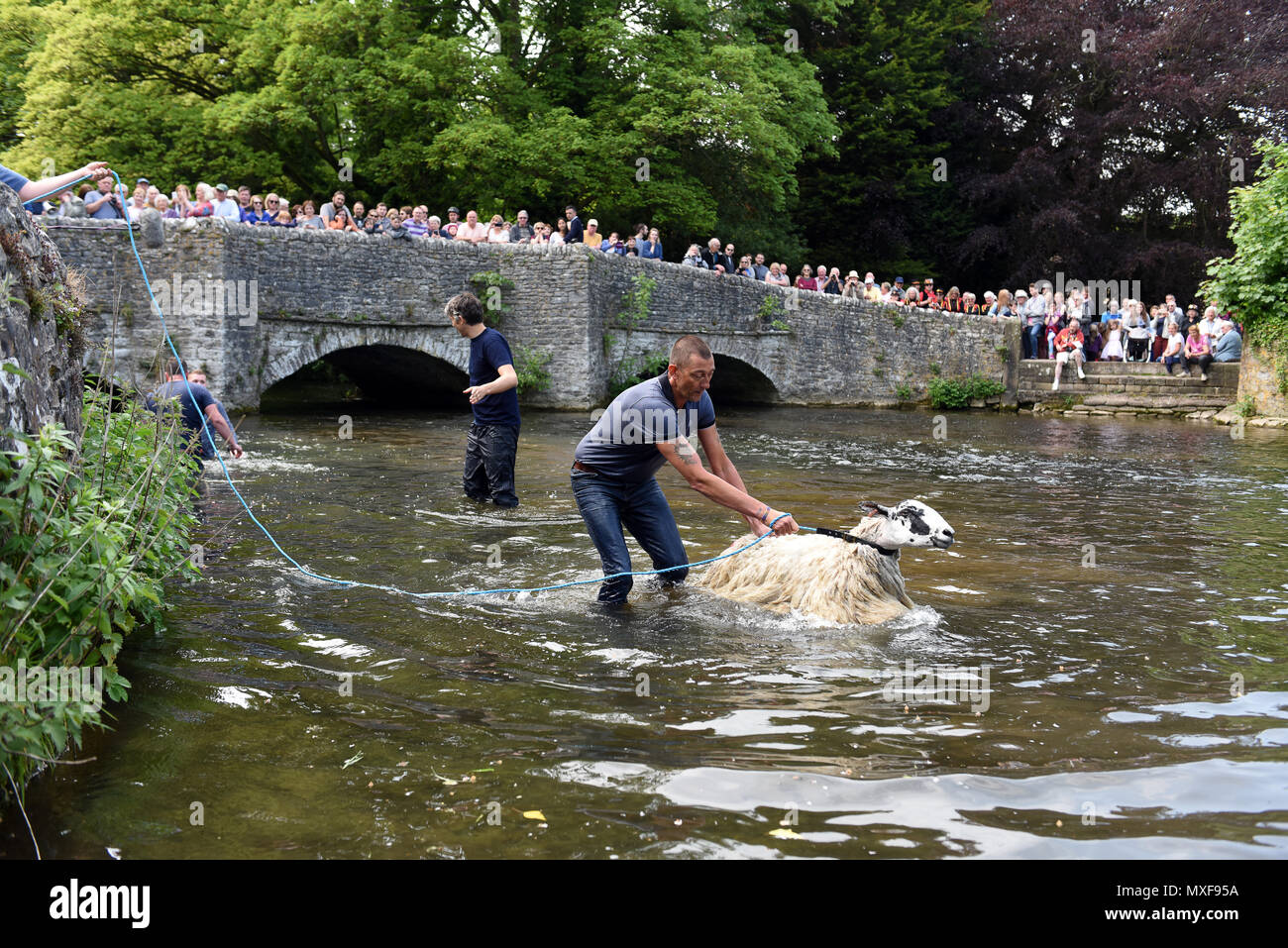 Ashford im Wasser, Derbyshire, UK die Bauern ihre Schafe in den Fluss Wye Eintauchen bei Schafen Waschen Brücke in Ashford-im-Wasser während der Dörfer "Wir Stockfoto