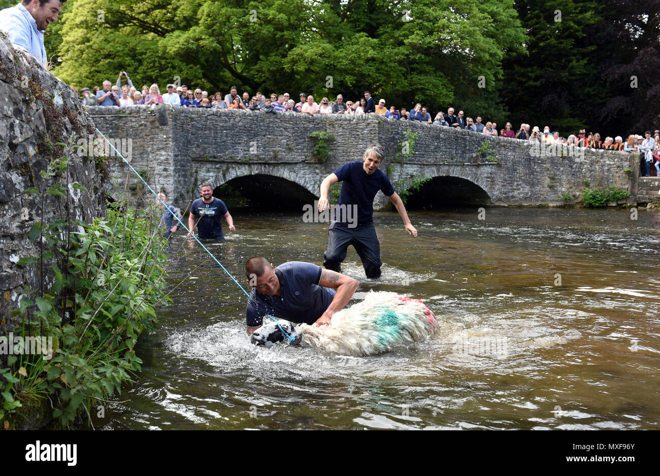 Ashford im Wasser, Derbyshire, UK die Bauern ihre Schafe in den Fluss Wye Eintauchen bei Schafen Waschen Brücke in Ashford-im-Wasser während der Dörfer "Wir Stockfoto