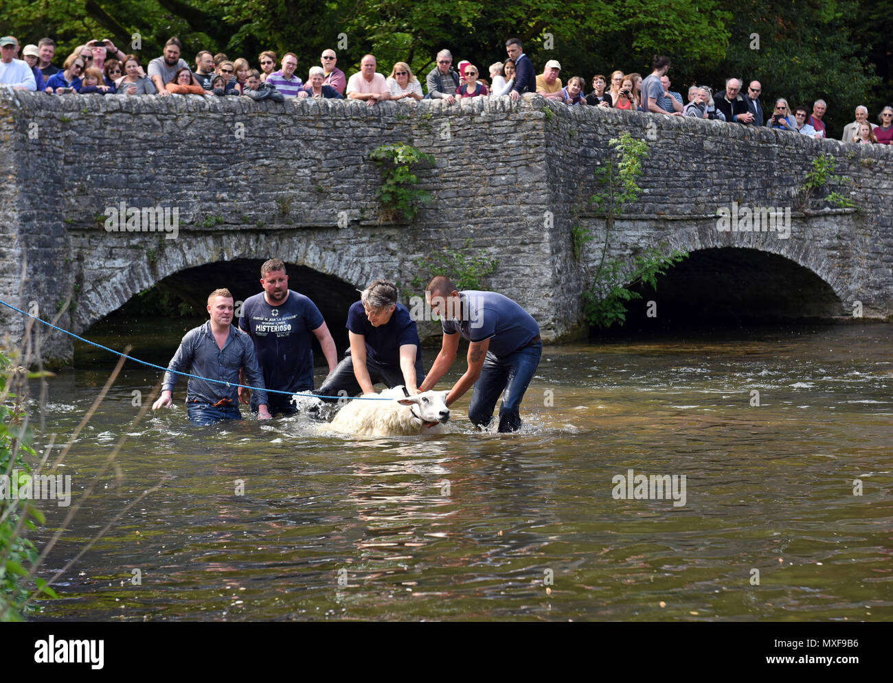 Ashford im Wasser, Derbyshire, UK die Bauern ihre Schafe in den Fluss Wye Eintauchen bei Schafen Waschen Brücke in Ashford-im-Wasser während der Dörfer "Wir Stockfoto