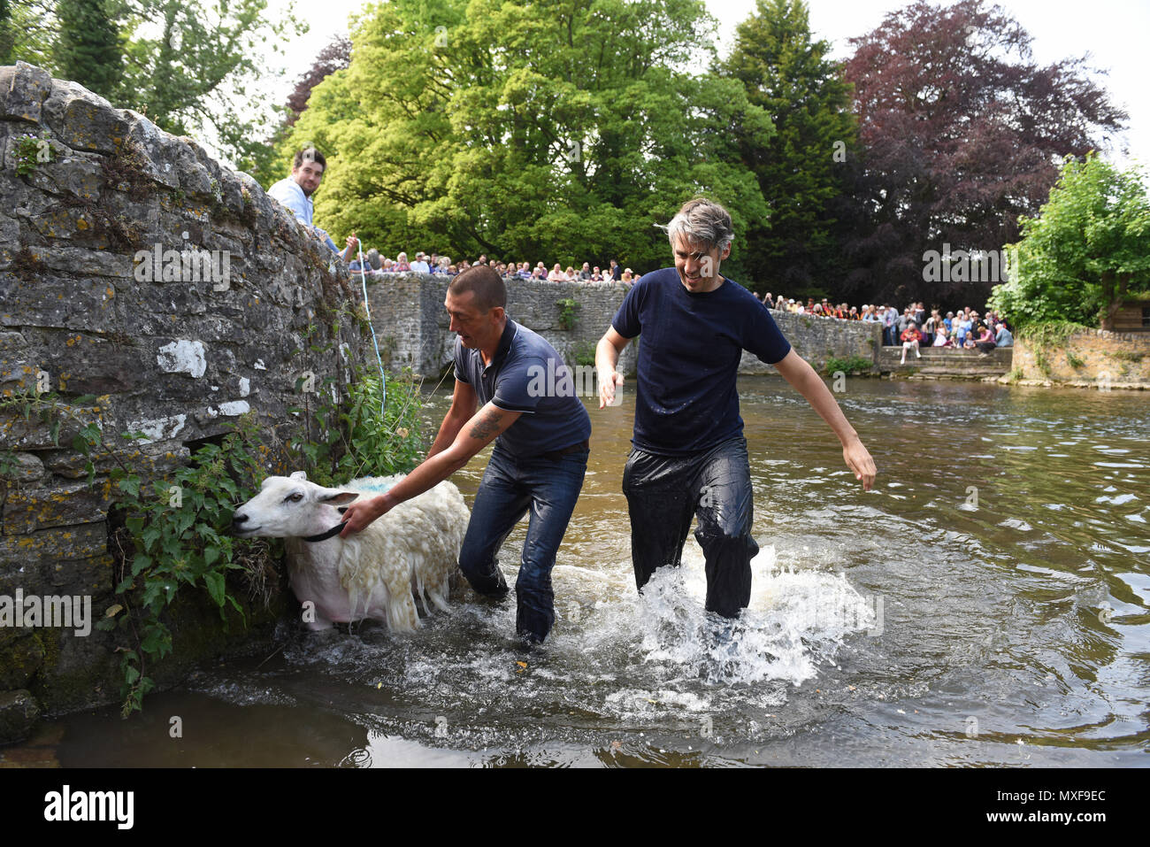 Ashford im Wasser, Derbyshire, UK die Bauern ihre Schafe in den Fluss Wye Eintauchen bei Schafen Waschen Brücke in Ashford-im-Wasser während der Dörfer "Wir Stockfoto