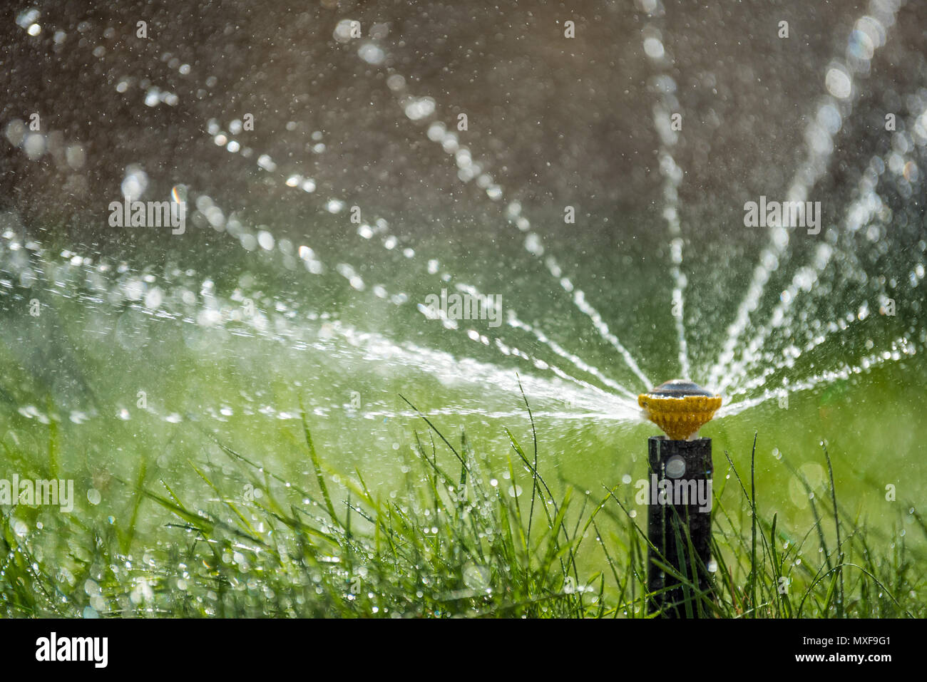 Automatische Sprinkler in Aktion Garten Rasen Bewässerung Gras Stockfoto