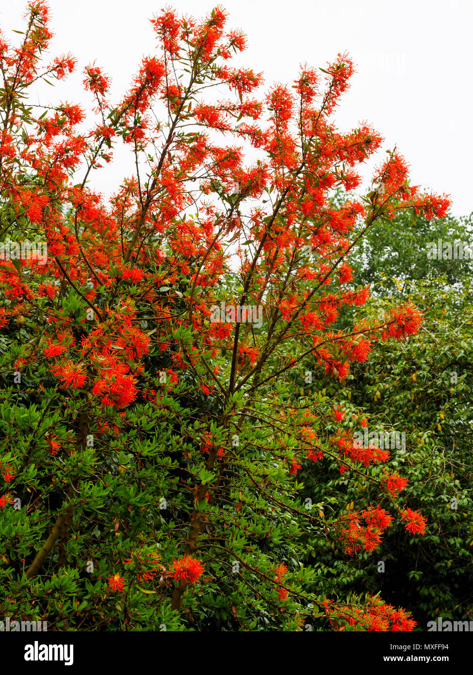 Leuchtend rote Blüten der Chilenischen Flame Tree, Embothrium coccineum, Blüte im Frühsommer Stockfoto