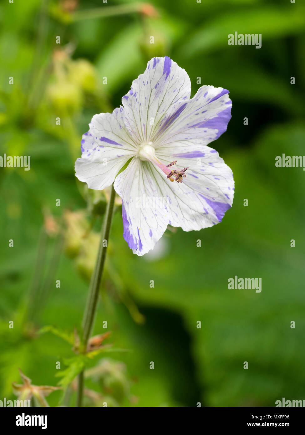 Variable lila Markierungen über die weiße Farbe der Blumen von der Wiese cranesbill, Geranium pratense des Var striatum plish Splash' Stockfoto