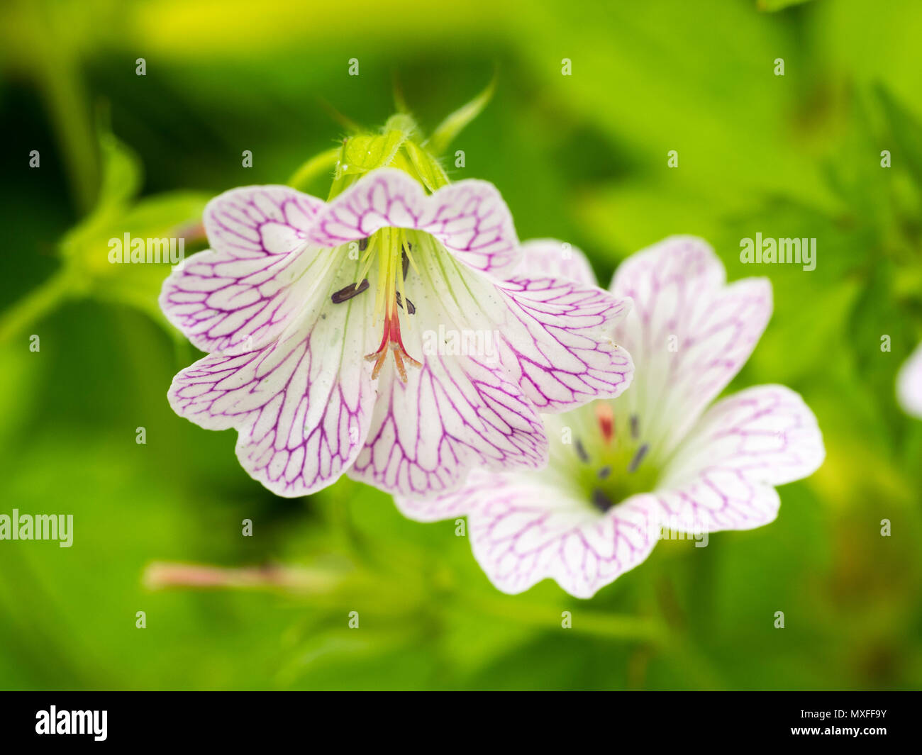 Violett gesäumt von weissen Blüten im Sommer blühende winterharte Staude mit Bleistift cranesbill, Geranium versicolor Stockfoto