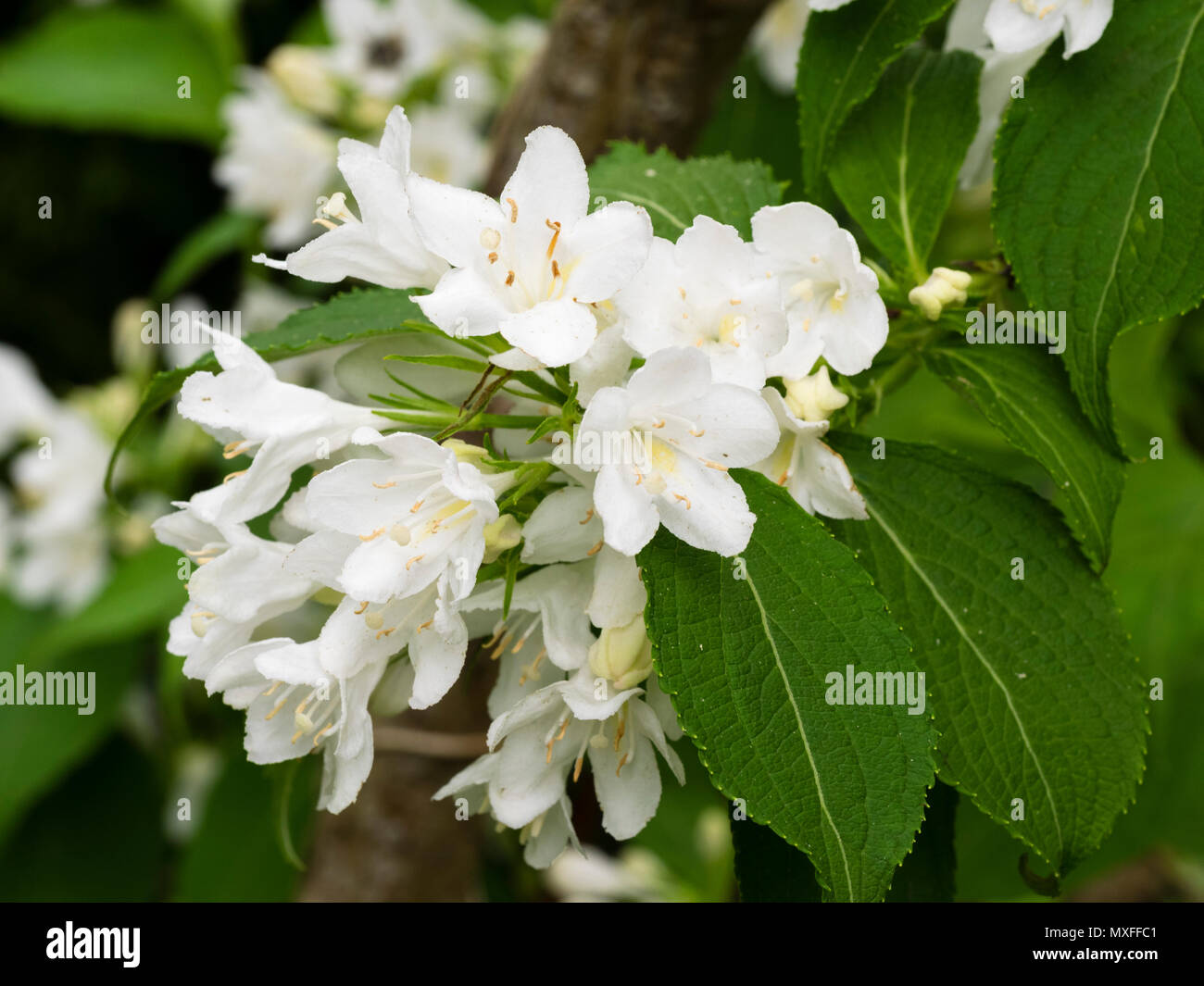 Die weißen Blüten der Hardy, Anfang Sommer blühenden Garten Strauch, der Weigela florida Schneeflocke" Stockfoto