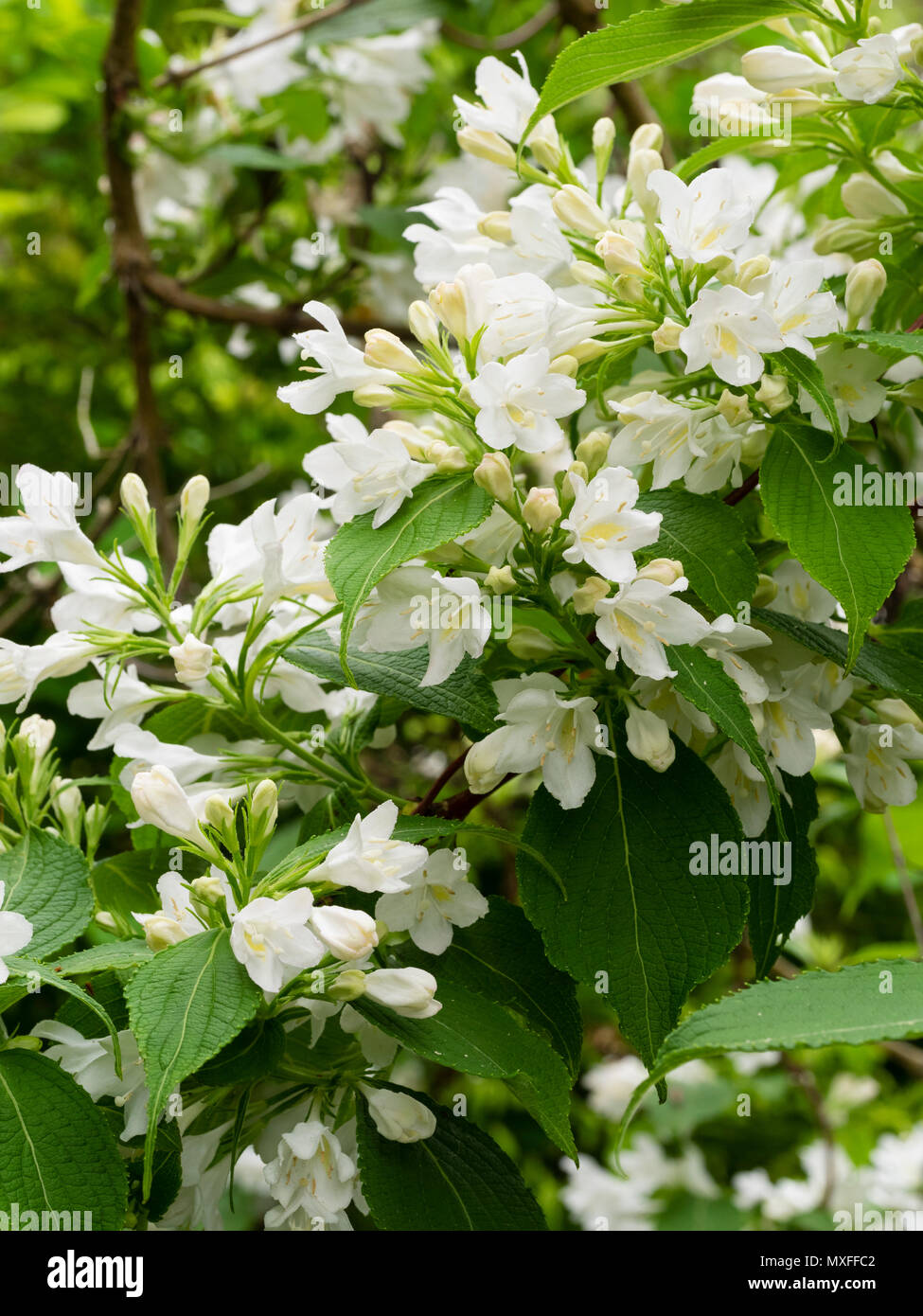 Die weißen Blüten der Hardy, Anfang Sommer blühenden Garten Strauch, der Weigela florida Schneeflocke" Stockfoto
