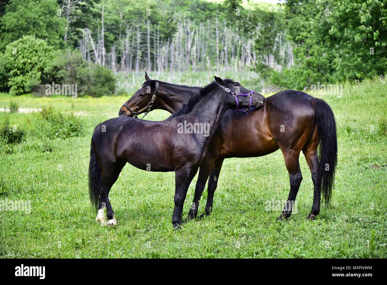 Ranch Leben Stockfotos Und Bilder Kaufen Alamy