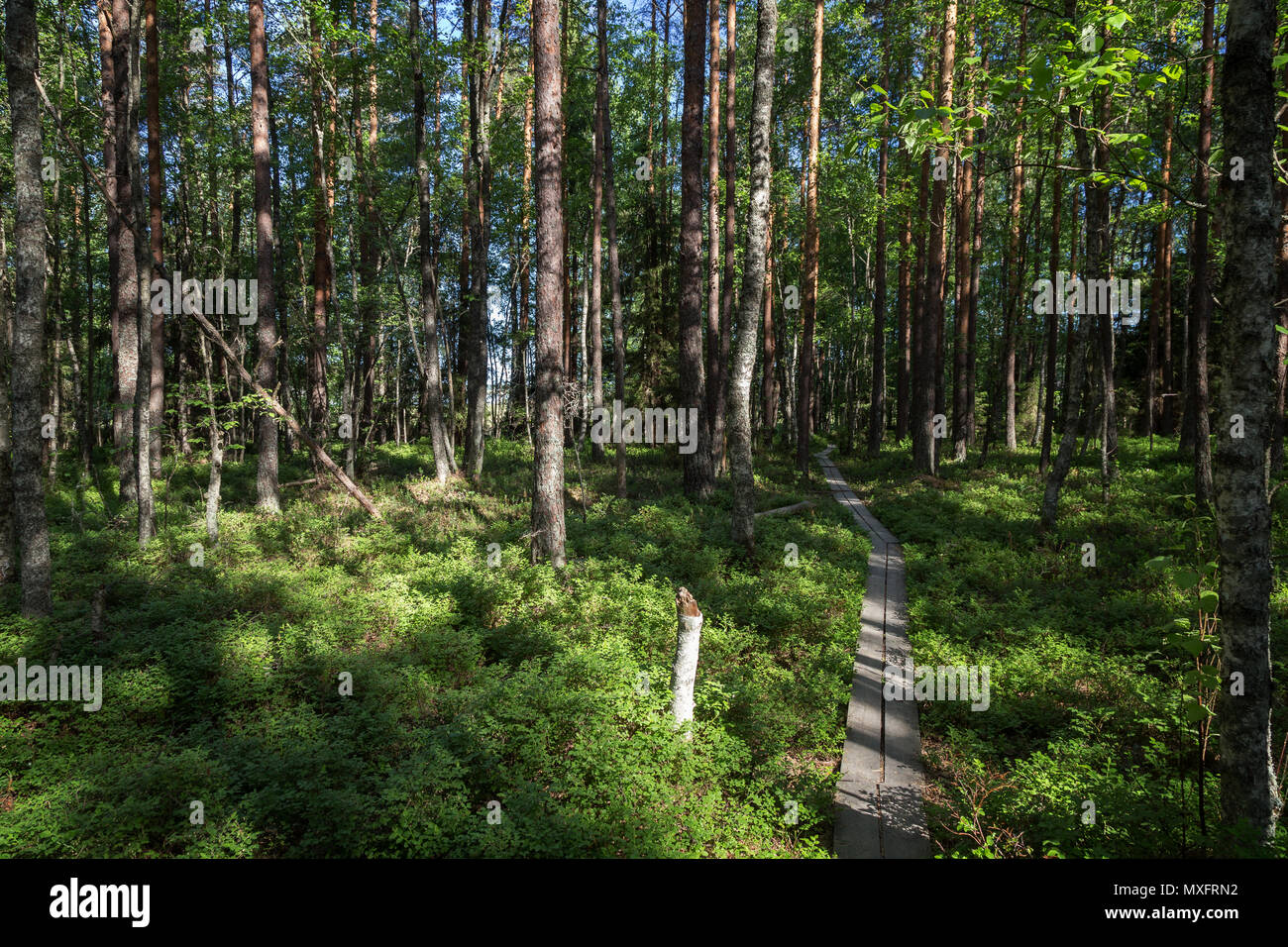 Duckboards in einem üppigen, grünen Wald am Puurijärvi und Isosuo Nationalpark in den Regionen Pirkanmaa und Satakunta in Finnland im Sommer. Stockfoto