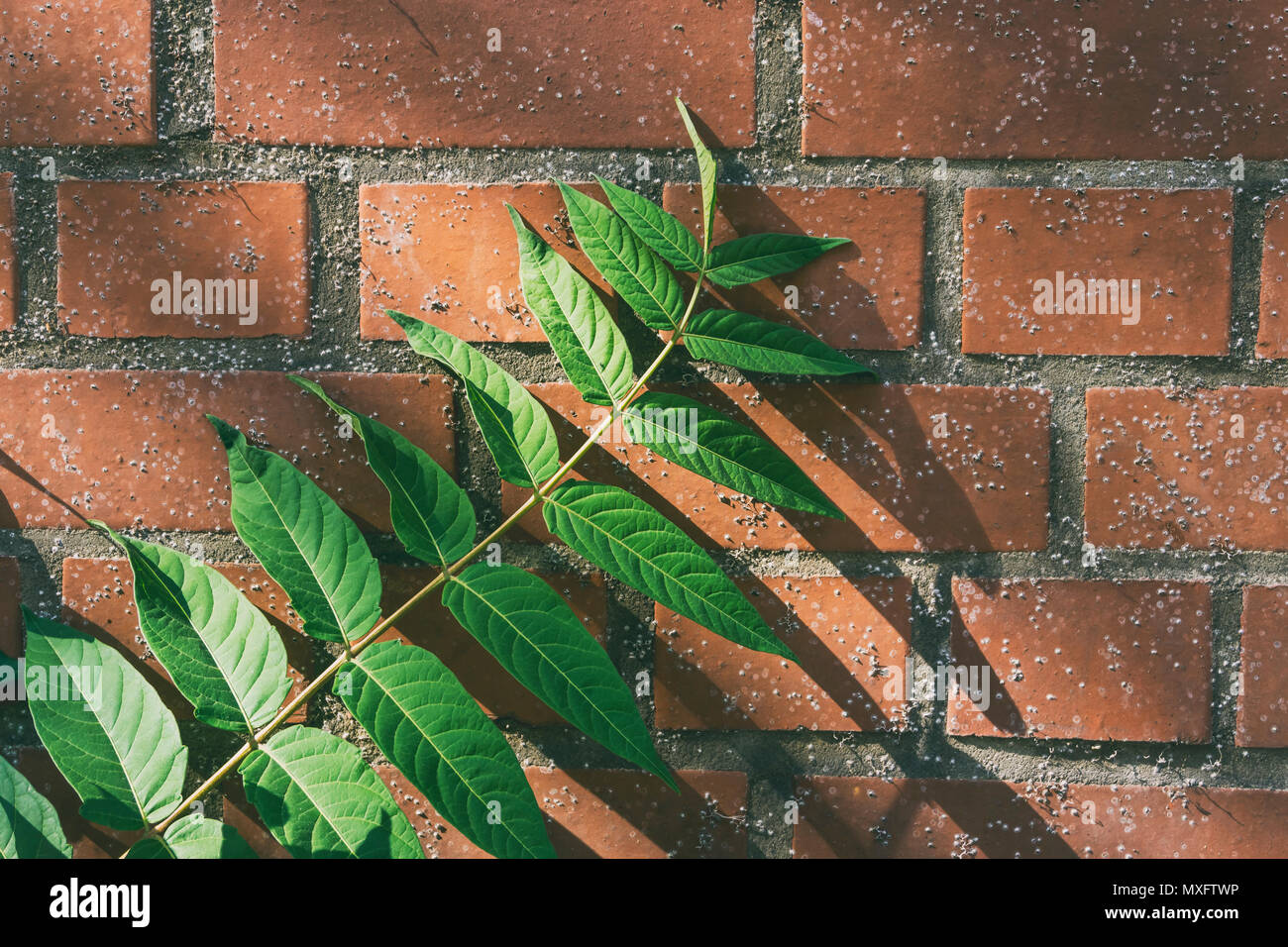 Berlin, Deutschland, 25. Mai 2018: grüne Pflanze gegen Mauer Stockfoto