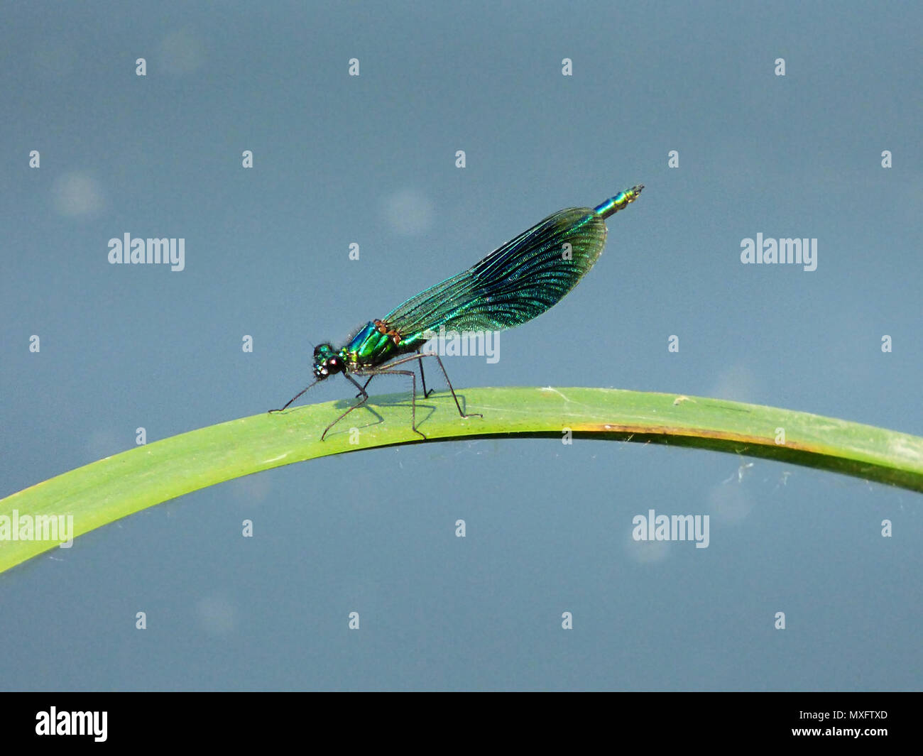 Gebänderten Prachtlibelle Stockfoto