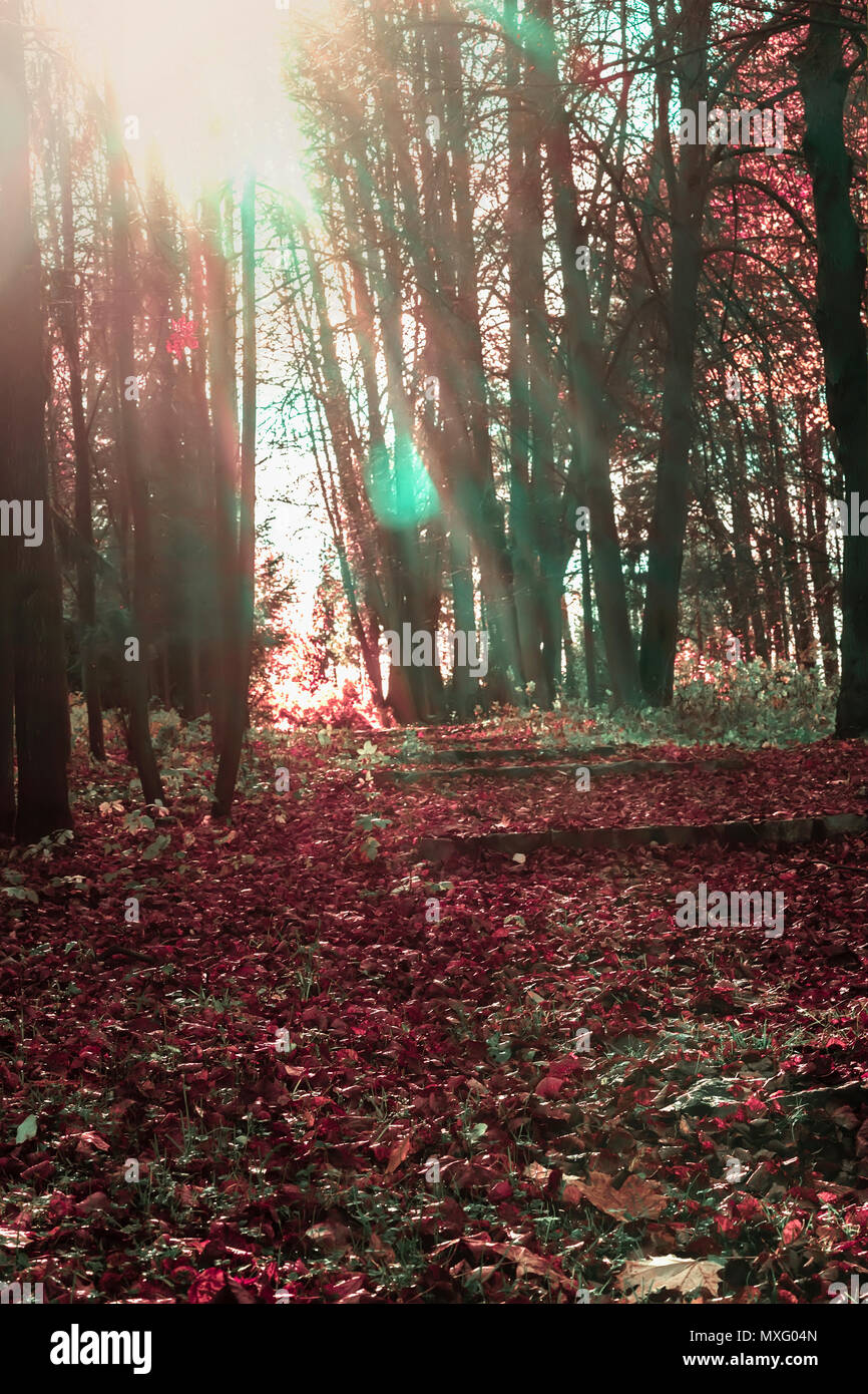Coloorful Herbst Wald, verlassenen Park, Sonnenstrahlen, Sunrise. Lebendige fallen im Wald, Bäume in Sonnenstrahlen Stockfoto