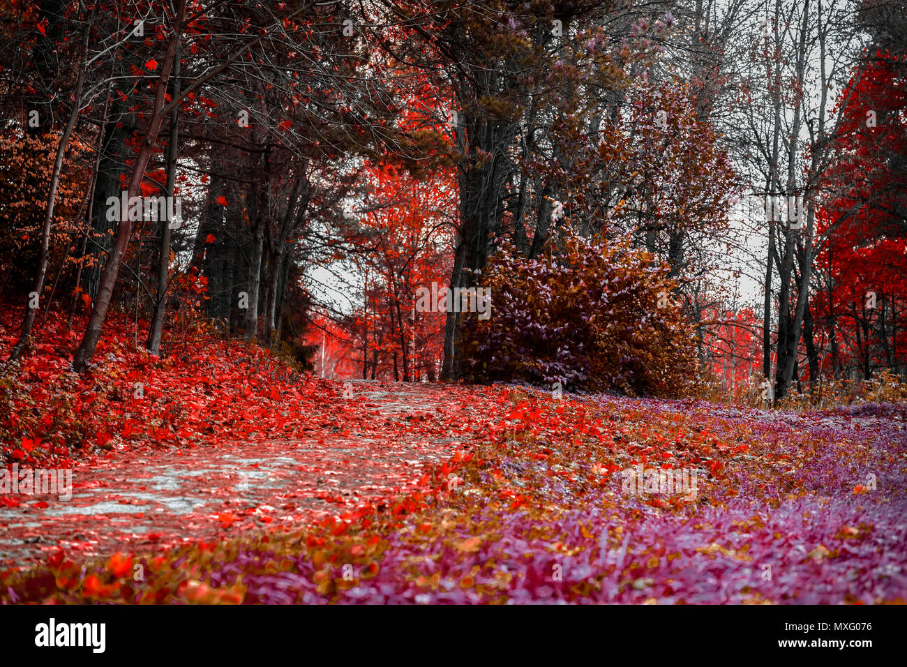 Helle Farben des Herbstes. Waldweg mit vielen Blättern, scarlet Herbst Landschaft im alten Park gefallen. Wandern, Stimmung, Nostalgie Konzept Stockfoto
