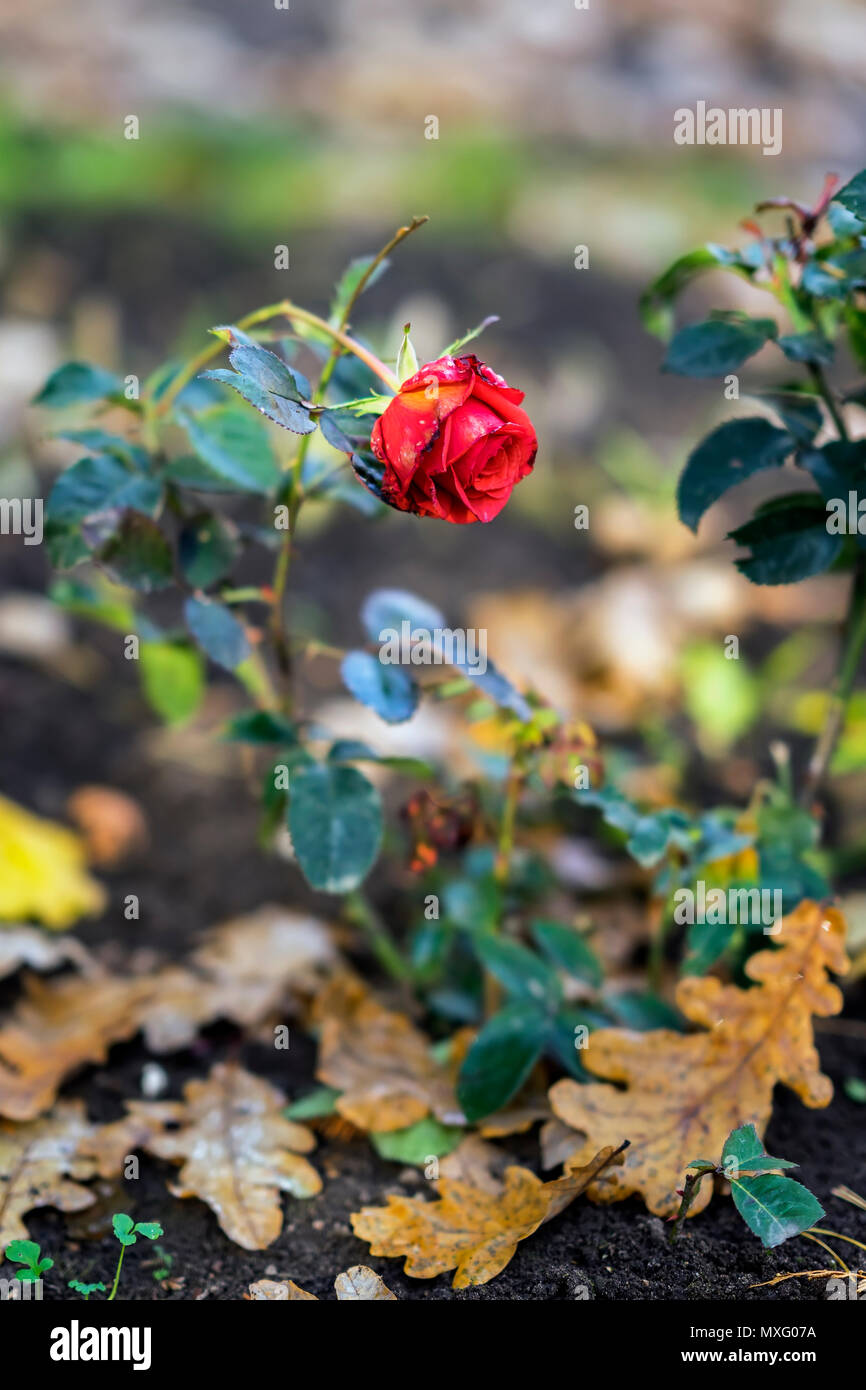 Spät blühende rose -Fotos und -Bildmaterial in hoher Auflösung – Alamy