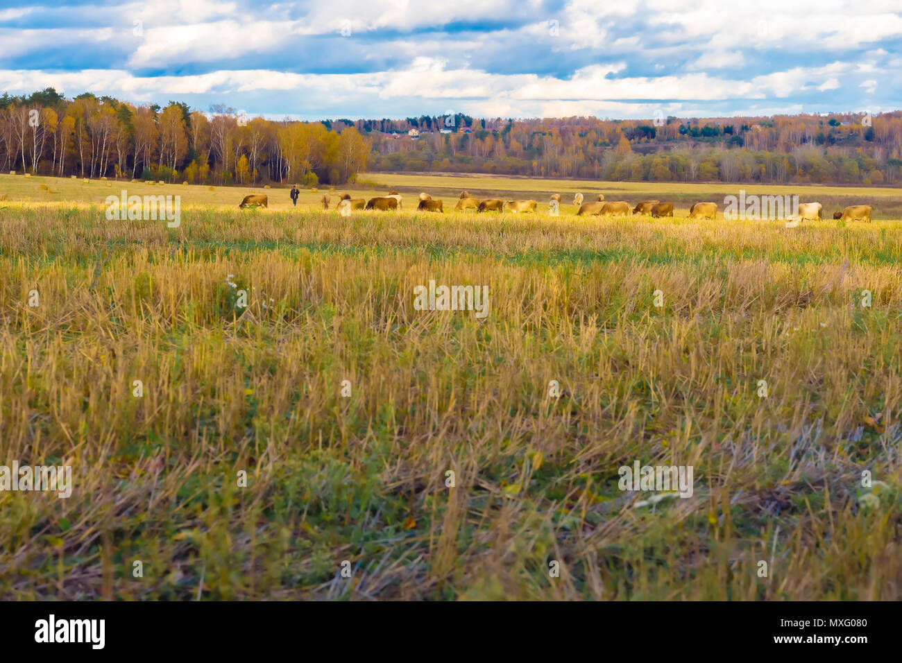 Herbst rustikale Landschaft, abfallenden Feld, Wiese, weidende Kühe, Hirte, Feld nach der Ernte auf den Hintergrund der Wald Stockfoto