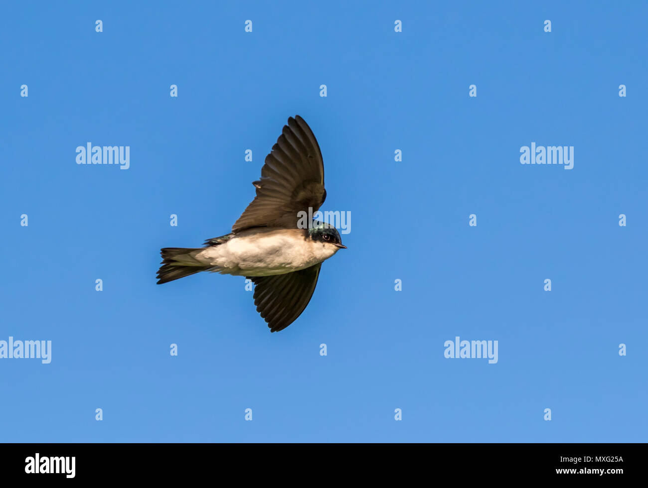 Baum schlucken (Tachycineta bicolor) fliegen, Iowa, USA Stockfoto