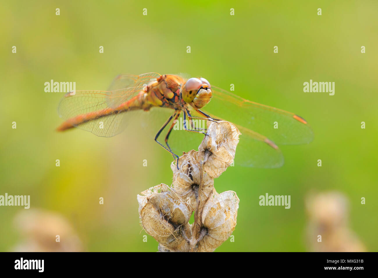 Nahaufnahme einer roten männlichen Vagrant, libel Sympetrum vulgatum, hängend auf die Vegetation Stockfoto