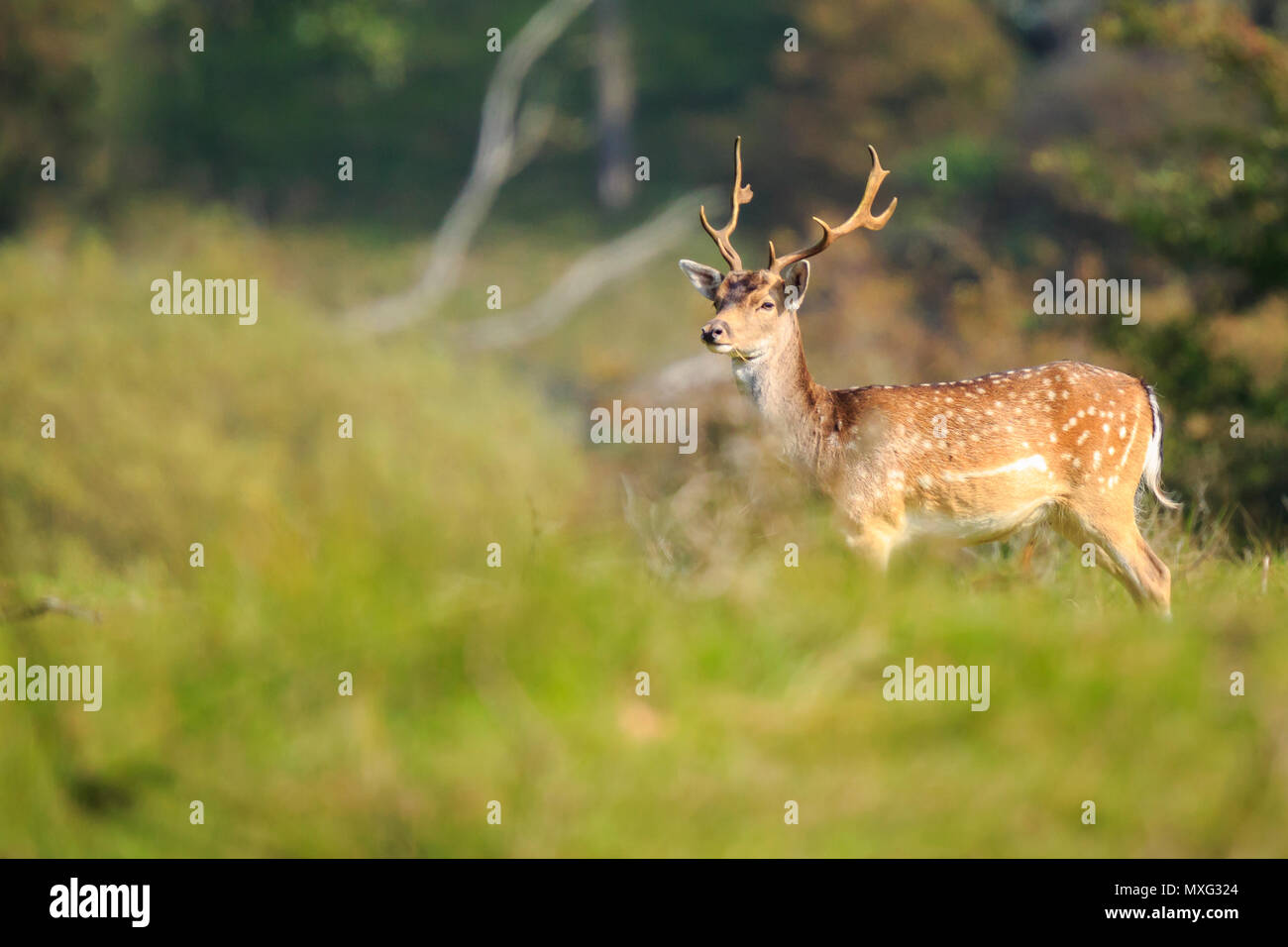 Big Damwild Buck, Dama Dama, mit großen Geweih zu Fuß in einer grünen Wald im Herbst Saison. Stockfoto