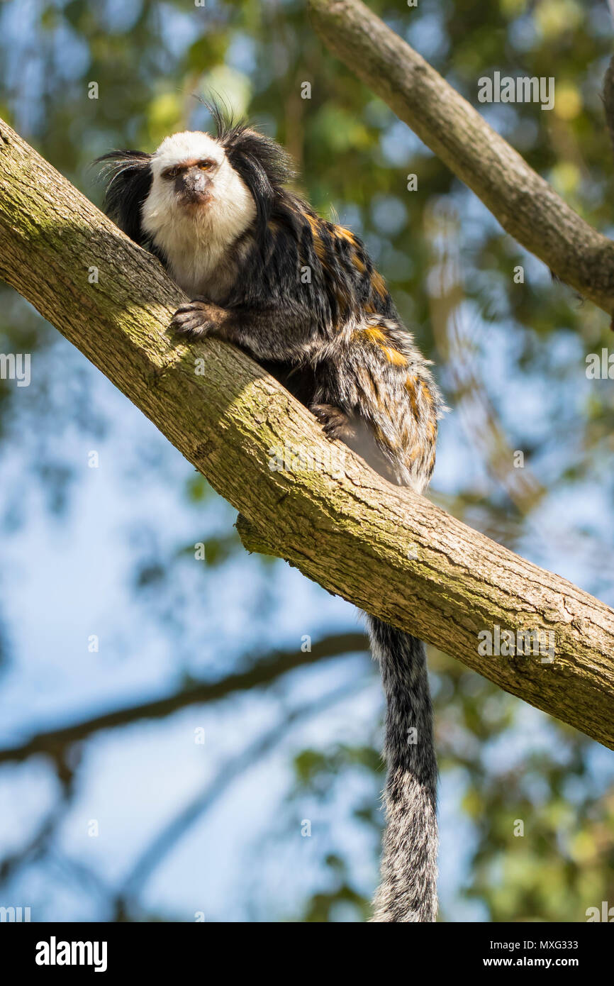 Nahaufnahme eines white-headed Marmosetten (Callithrix geoffroyi) Primas der Nahrungssuche in einem Baum. Auch als die Getuftete - Ohr oder Geoffrey's marmoset bekannt, ist eine Marm Stockfoto