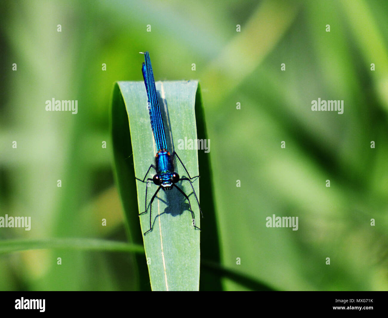 Lächelnd gebändert Demoiselle Stockfoto