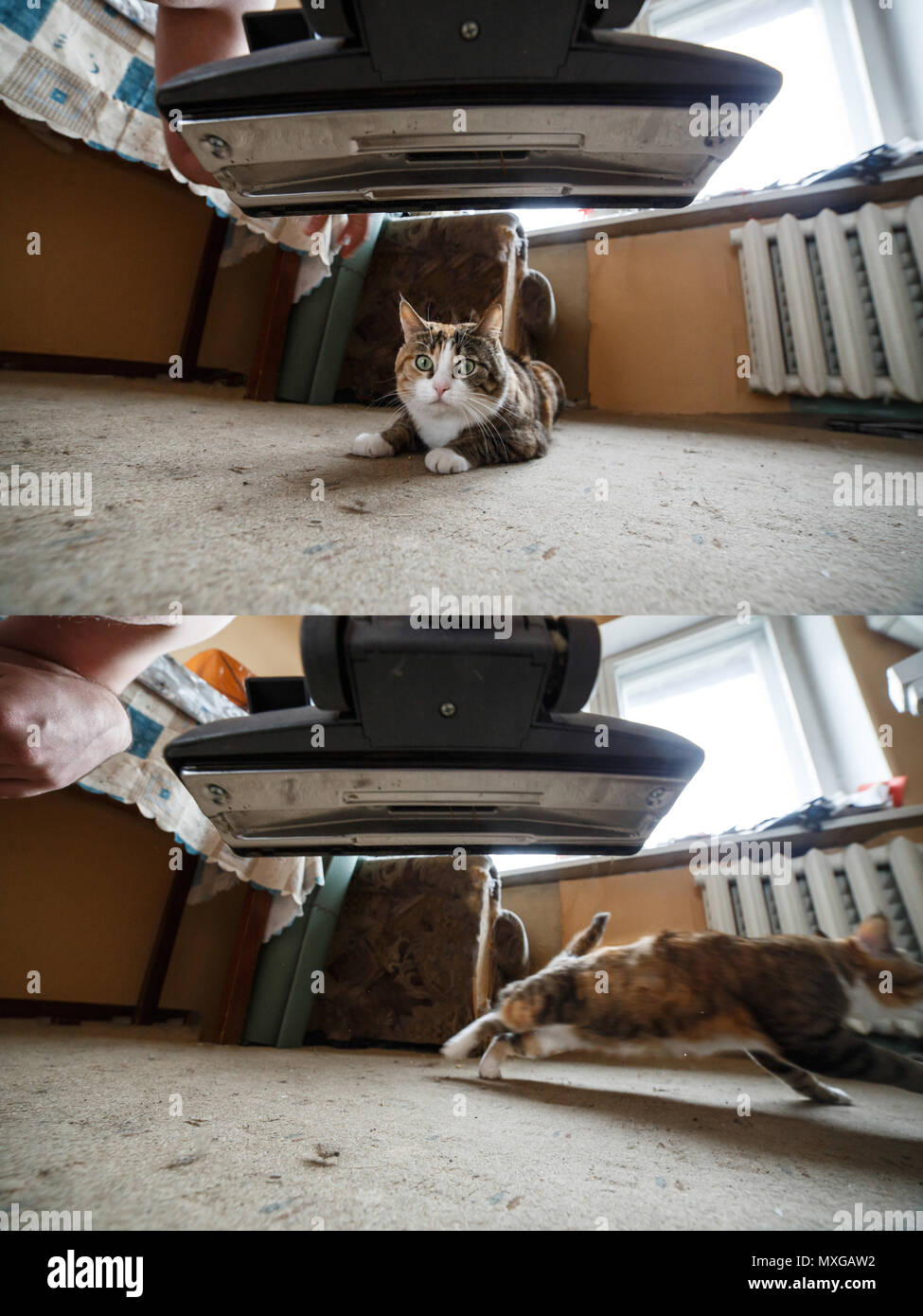 Erschrocken cat Überfahrt von Vakuum während der Reinigung der Wohnung. Blick vom Staubsauger Seite. Stockfoto