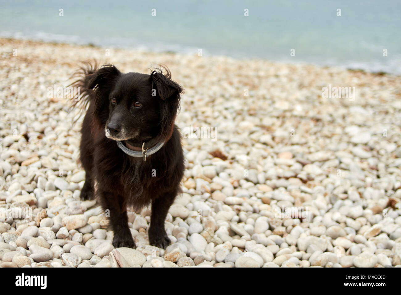 Die kleinen schwarzen Hund wachsam auf einem Stein Strand Stockfoto