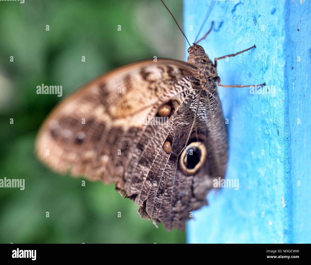 Wald Riesen Eule Schmetterling Caligo Eurilochus Stockfoto