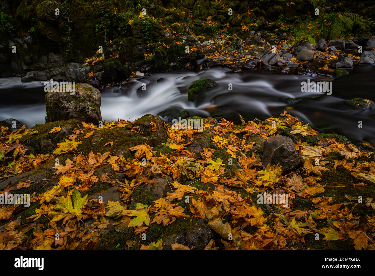 Herbst Laub und fließenden Bach Wasser Stockfoto