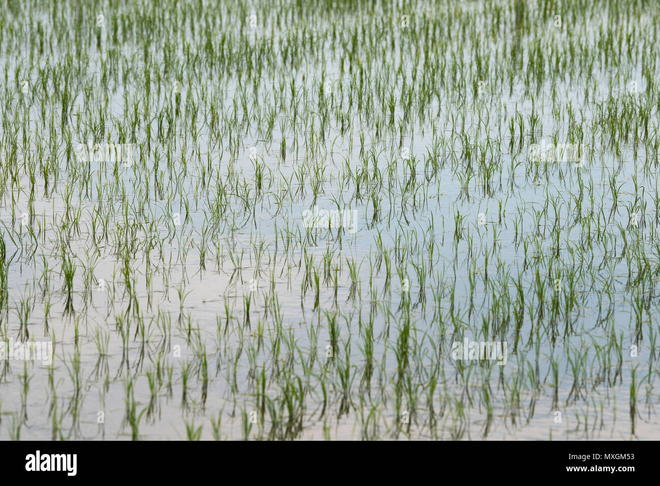 Juni 3, 2018 - Ein vor kurzem gepflanzt Reisfeld während Yuki Saiden O-taue Matsuri, reisanbau Zeremonie und Festival in Okazaki, Japan. Das Festival findet an einem speziellen Reisfeld für Shinto dieties ein saiden genannt. Ähnliche Ereignisse werden während der Reis Pflanzsaison in ganz Japan statt. Während die meisten Reisanbau in Japan jetzt von Maschine, Festivalteilnehmer pflanzen Reis von Hand. Sie tragen auch traditionelle Kleidung, und führen Sie die traditionellen Gesang und Tanz. Credit: Ben Weller/LBA/Alamy leben Nachrichten Stockfoto