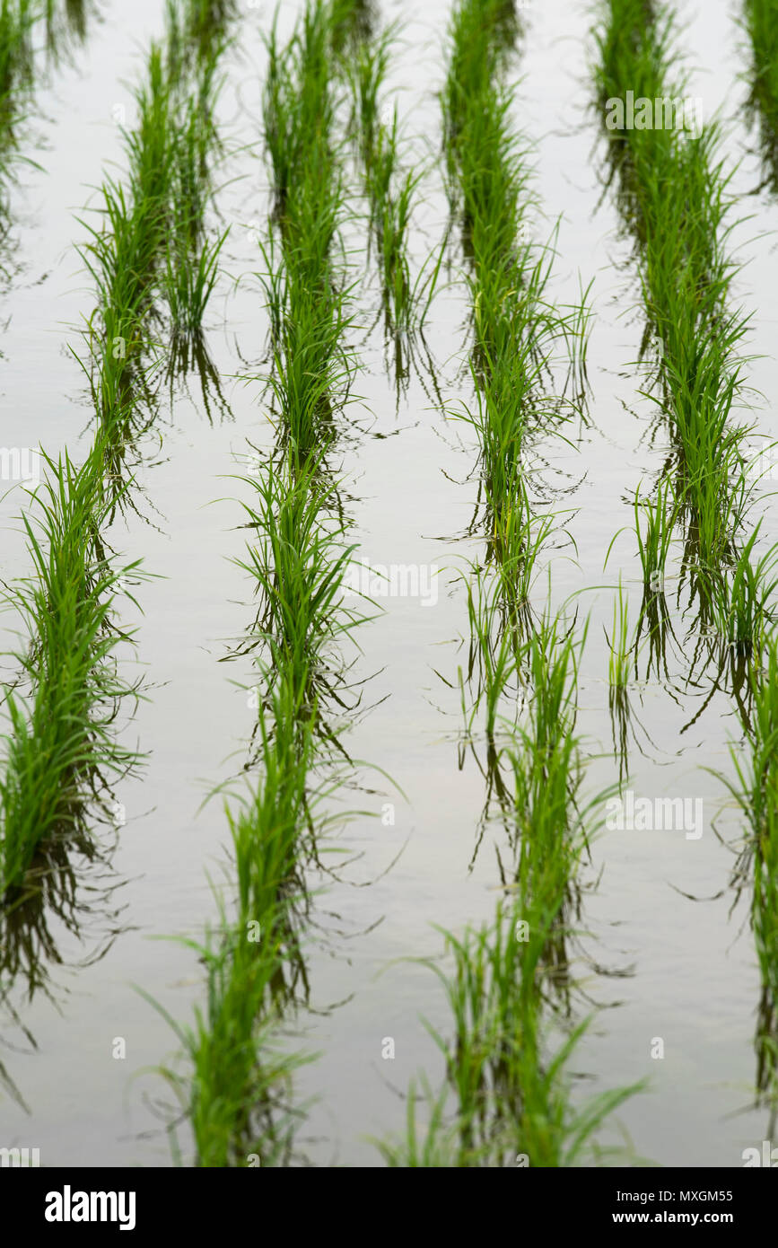 Juni 3, 2018 - Ein vor kurzem gepflanzt Reisfeld während Yuki Saiden O-taue Matsuri, reisanbau Zeremonie und Festival in Okazaki, Japan. Das Festival findet an einem speziellen Reisfeld für Shinto dieties ein saiden genannt. Ähnliche Ereignisse werden während der Reis Pflanzsaison in ganz Japan statt. Während die meisten Reisanbau in Japan jetzt von Maschine, Festivalteilnehmer pflanzen Reis von Hand. Sie tragen auch traditionelle Kleidung, und führen Sie die traditionellen Gesang und Tanz. Credit: Ben Weller/LBA/Alamy leben Nachrichten Stockfoto
