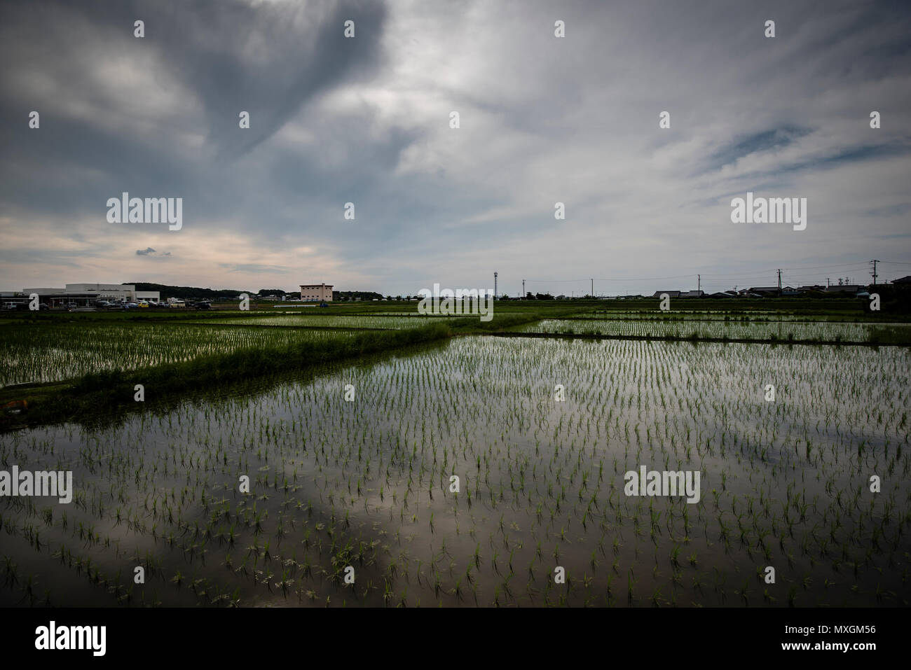 Juni 3, 2018 - Ein vor kurzem gepflanzt Reisfeld während Yuki Saiden O-taue Matsuri, reisanbau Zeremonie und Festival in Okazaki, Japan. Das Festival findet an einem speziellen Reisfeld für Shinto dieties ein saiden genannt. Ähnliche Ereignisse werden während der Reis Pflanzsaison in ganz Japan statt. Während die meisten Reisanbau in Japan jetzt von Maschine, Festivalteilnehmer pflanzen Reis von Hand. Sie tragen auch traditionelle Kleidung, und führen Sie die traditionellen Gesang und Tanz. Credit: Ben Weller/LBA/Alamy leben Nachrichten Stockfoto