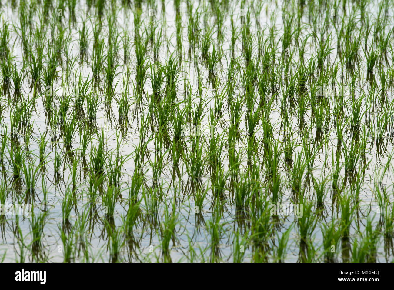 Juni 3, 2018 - Ein vor kurzem gepflanzt Reisfeld während Yuki Saiden O-taue Matsuri, reisanbau Zeremonie und Festival in Okazaki, Japan. Das Festival findet an einem speziellen Reisfeld für Shinto dieties ein saiden genannt. Ähnliche Ereignisse werden während der Reis Pflanzsaison in ganz Japan statt. Während die meisten Reisanbau in Japan jetzt von Maschine, Festivalteilnehmer pflanzen Reis von Hand. Sie tragen auch traditionelle Kleidung, und führen Sie die traditionellen Gesang und Tanz. Credit: Ben Weller/LBA/Alamy leben Nachrichten Stockfoto