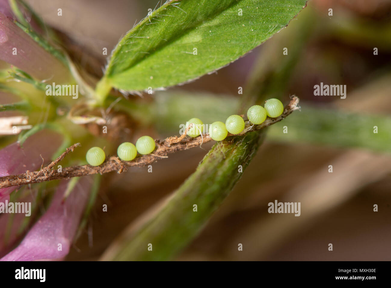 Burnett Begleiter (Euclidia glyphica) Eizellen auf Rotklee. Eier von Motte in der Familie Noctuidae legte in einer Reihe auf freiliegenden Wurzel Trifolium pratense Stockfoto