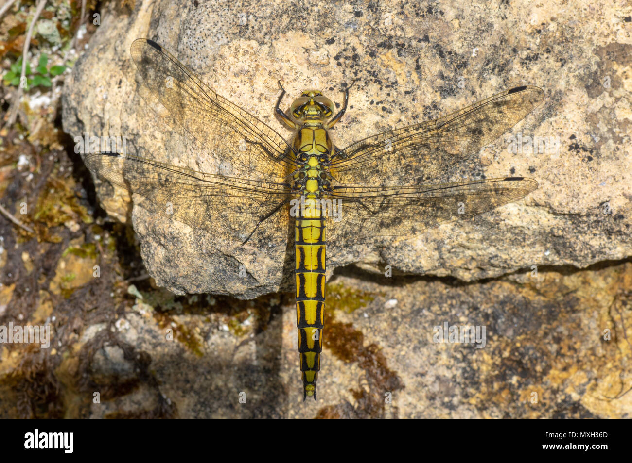 Black-tailed Skimmer (Orthetrum Cancellatum) weiblich. Gelb Dragonfly in der Familie Libellulidae, in Ruhestellung Stockfoto