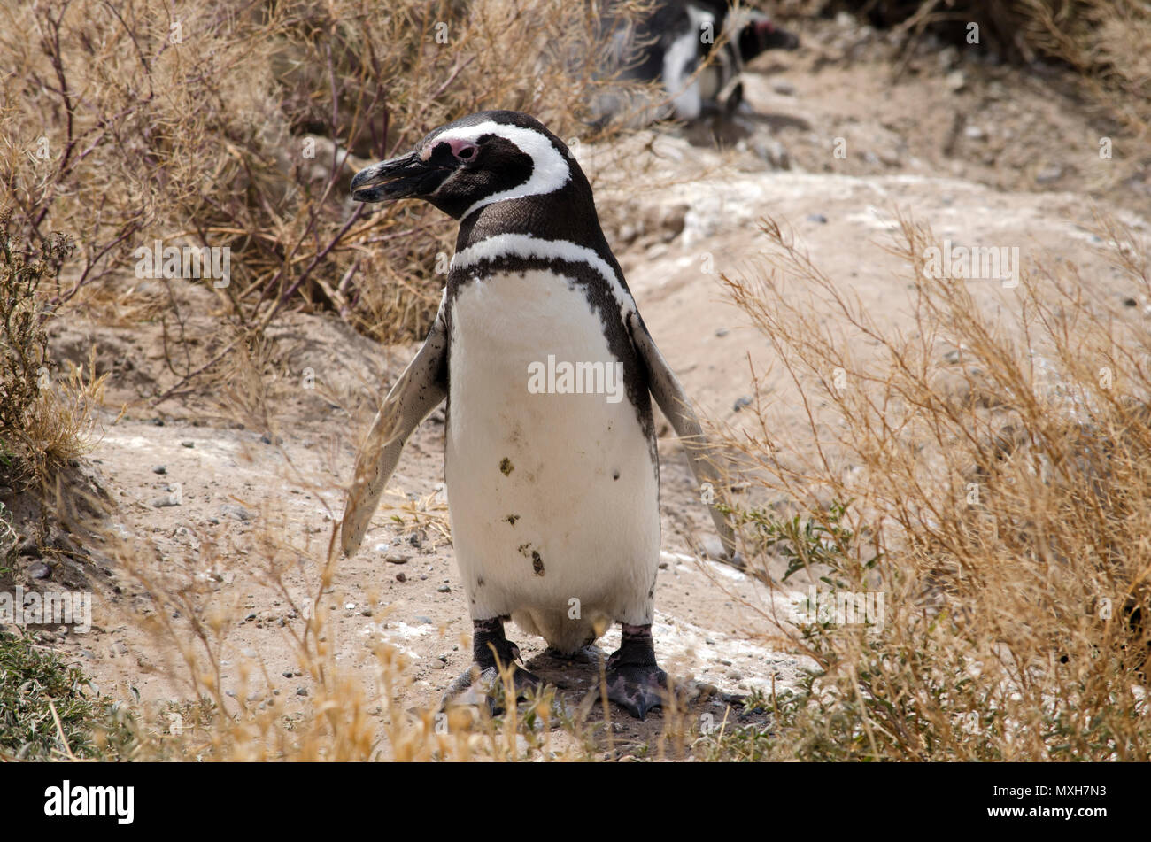 Magellanic Penguin auf der Vales Halbinsel, Patagonien, Argentinien Stockfoto