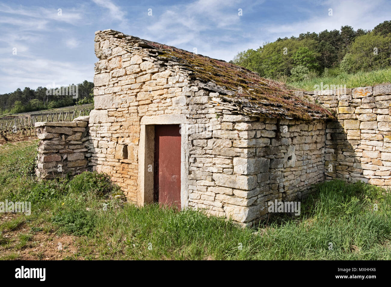 Ein rustikales Steinhaus steht in einer Ecke in einem Weinberg in der Nähe von Gevrey-Chambertin in der Region Burgund in Frankreich. Stockfoto