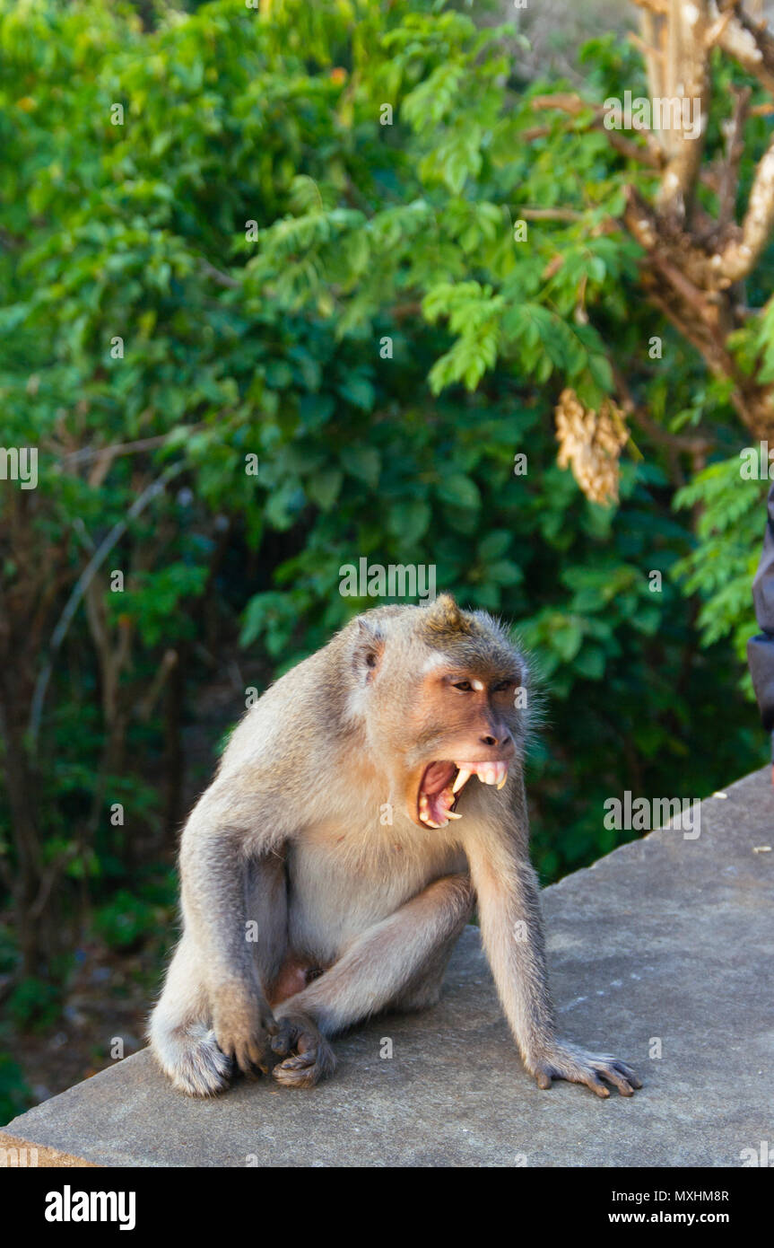 Lange Tailed Macaque Affen trinken aus Kunststoff Wasserflasche Uluwatu oder Ulu Watu Hindu Tempel Bali Indonesien Stockfoto
