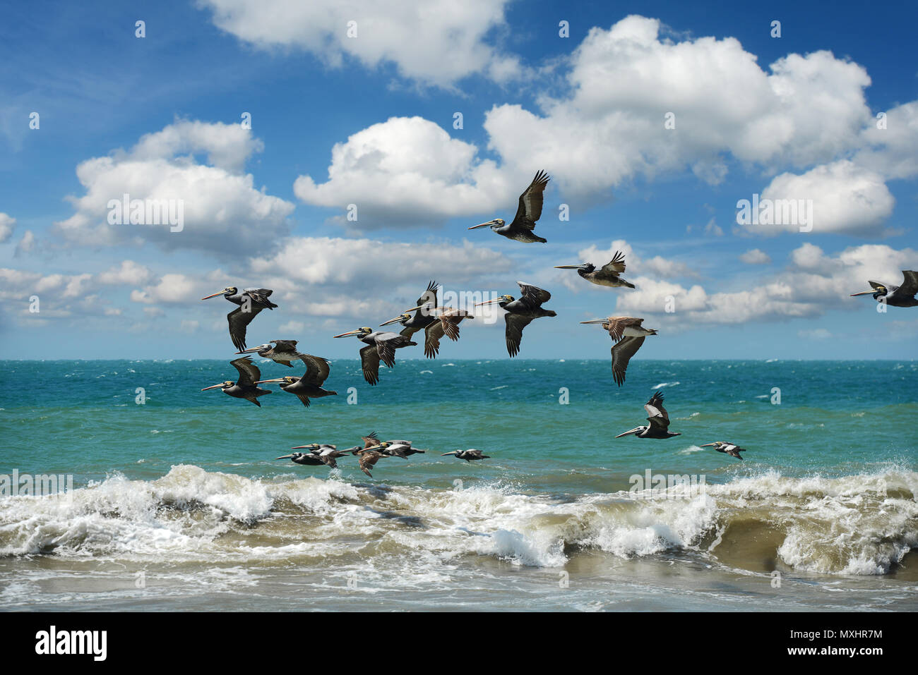 Pelikan im Formationsflug über den Ozean mit Wellen Stockfoto