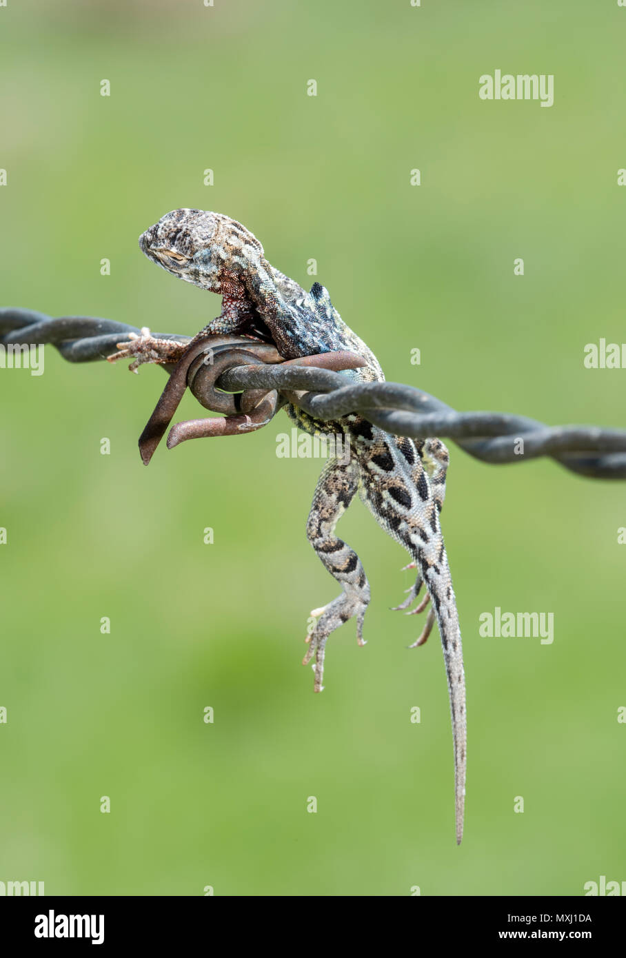 Weniger Earless Lizard (Holbrookia maculata) aufgespiesst auf Stacheldraht von einem unechten Shrike (Lanius ludovicianus) Stockfoto