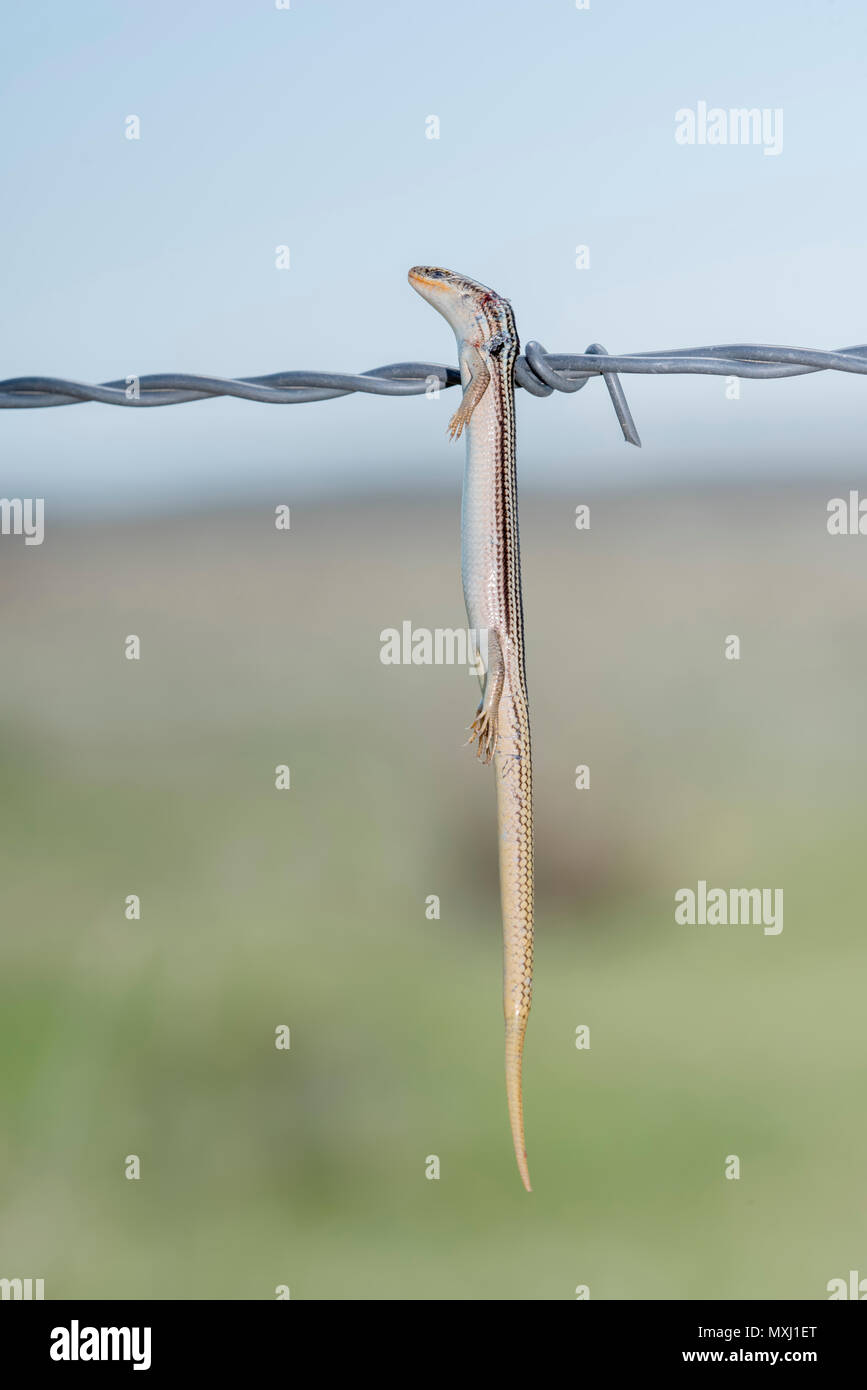 Viele gesäumten Skink (Plestiodon multivirgatus) aufgespiesst auf Stacheldraht von einem unechten Shrike Stockfoto