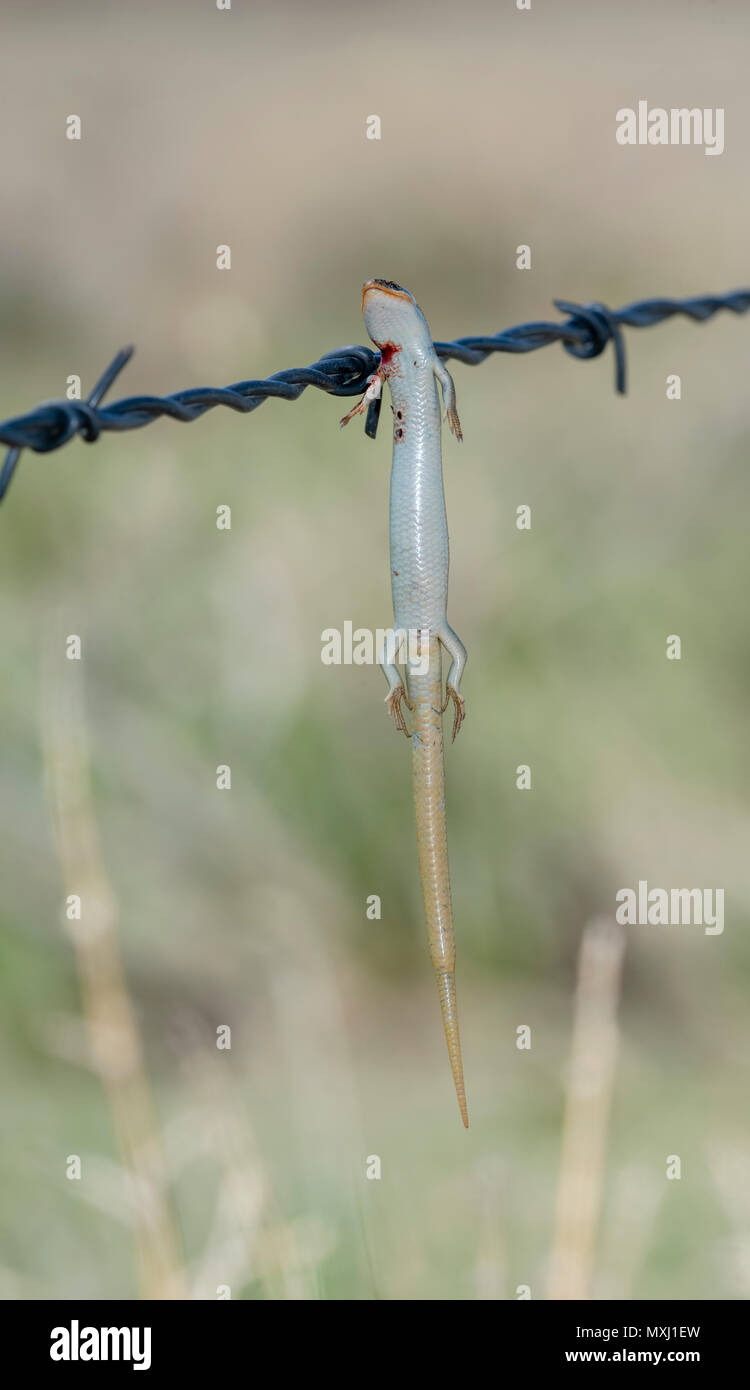 Viele gesäumten Skink (Plestiodon multivirgatus) aufgespiesst auf Stacheldraht von einem unechten Shrike Stockfoto