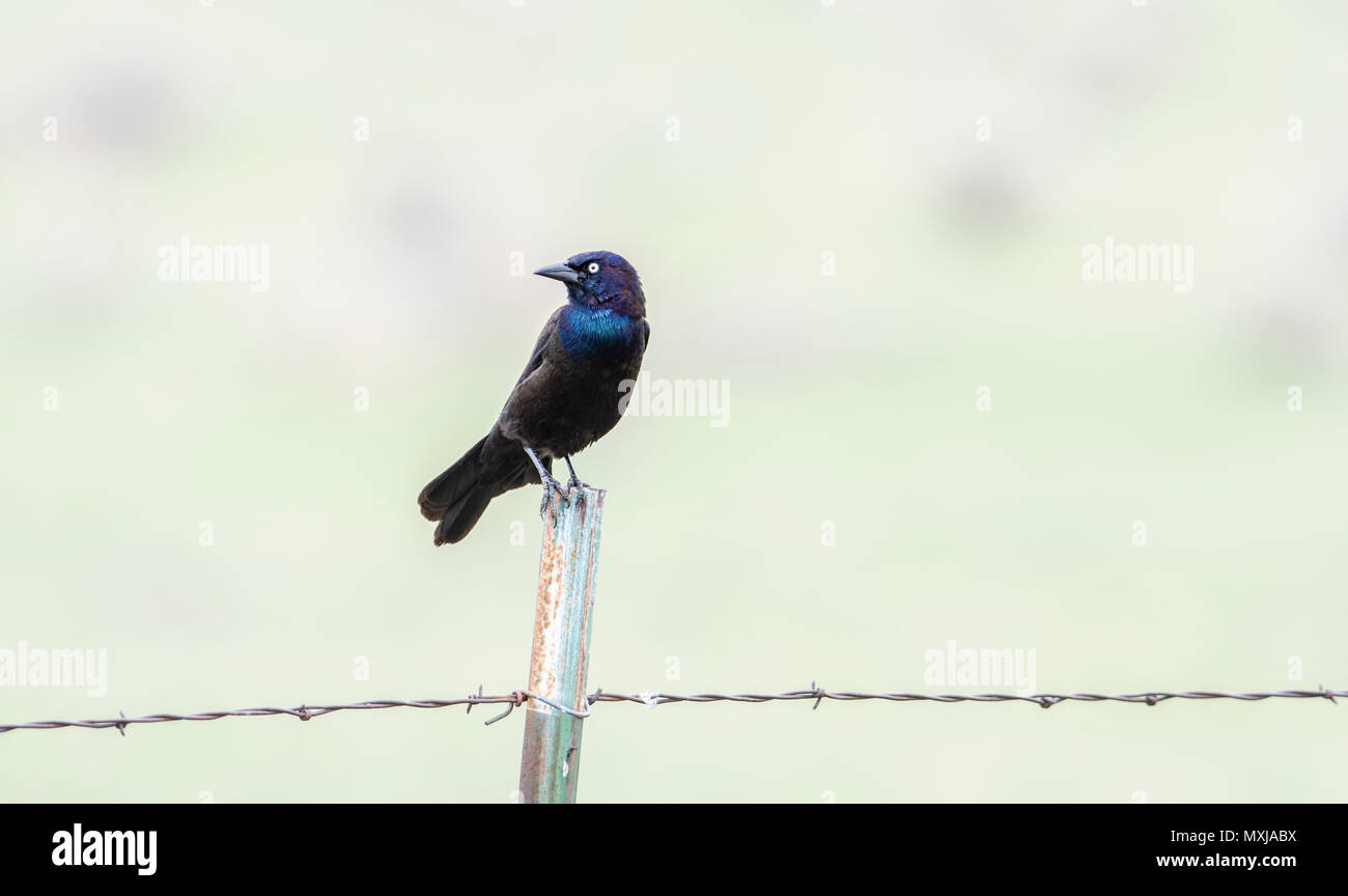 Gemeinsame Grackle (Quiscalus quiscula) auf Stacheldraht Zaun gehockt Stockfoto