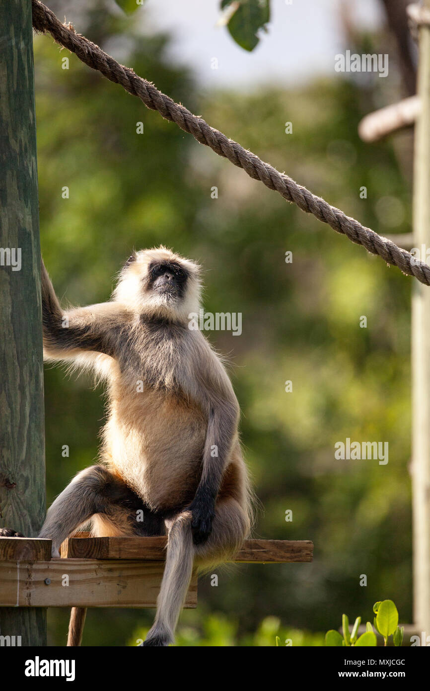 Hanuman langur Affe Semnopithecus dussumieri entspannt auf einem Dock in der Nähe der Wasser. Stockfoto