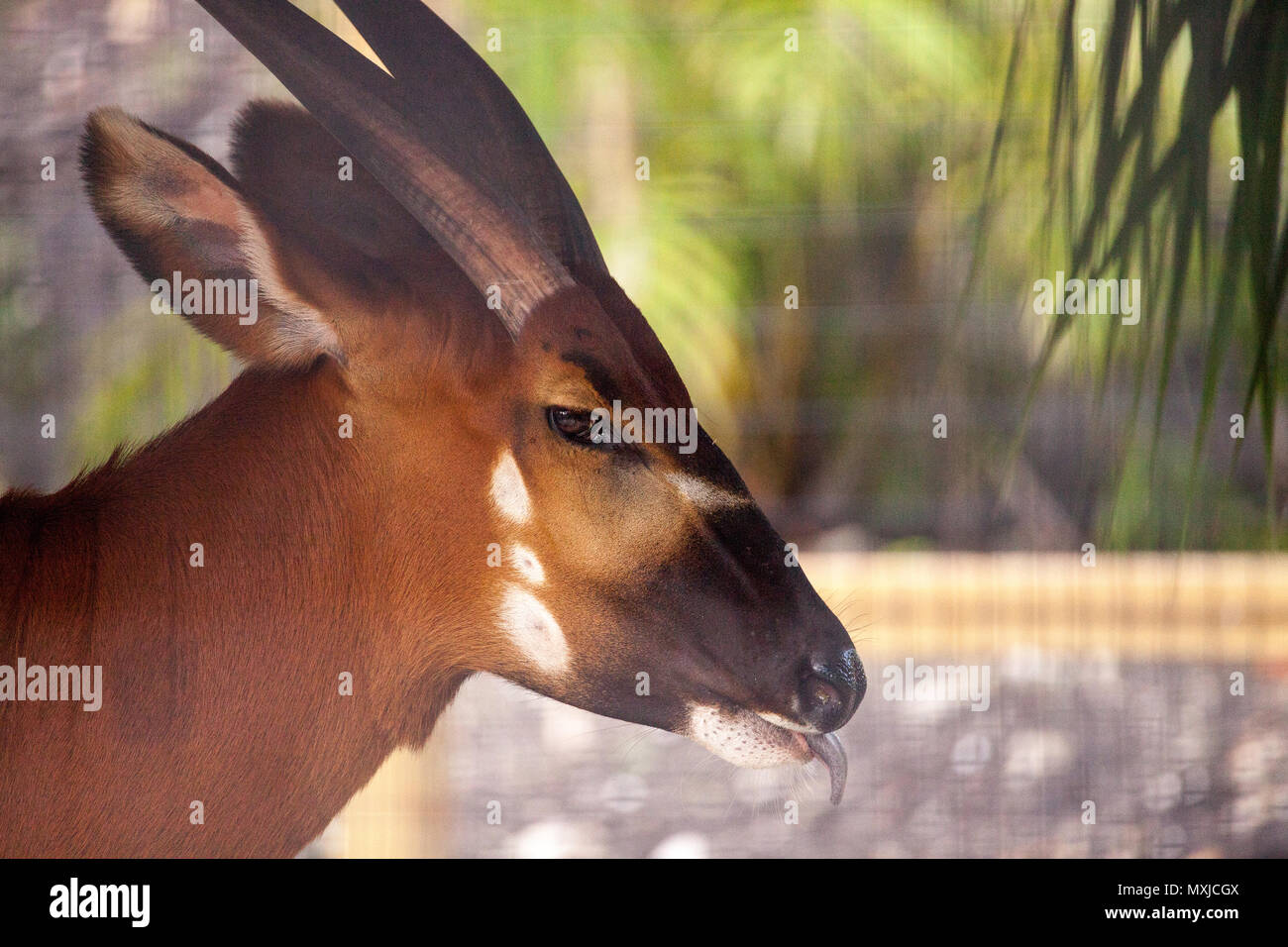 Berg bongo Antilope Tragelaphus eurycerus bezeichnet frisst Heu unter einem Schutz. Stockfoto