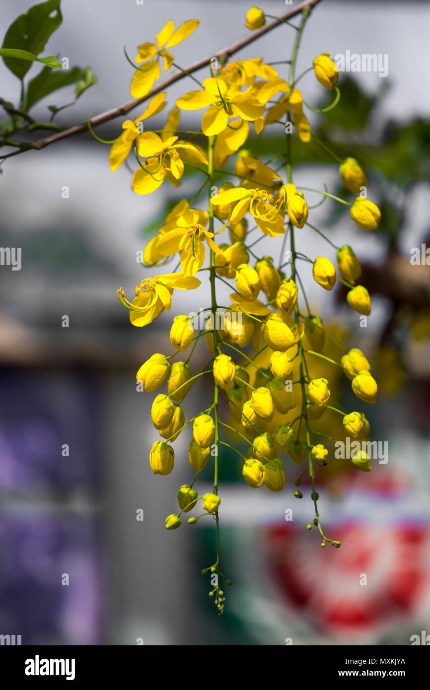 Sonalu Cassia Fistula, wie die goldenen Regen Baum, canafistula und in ...