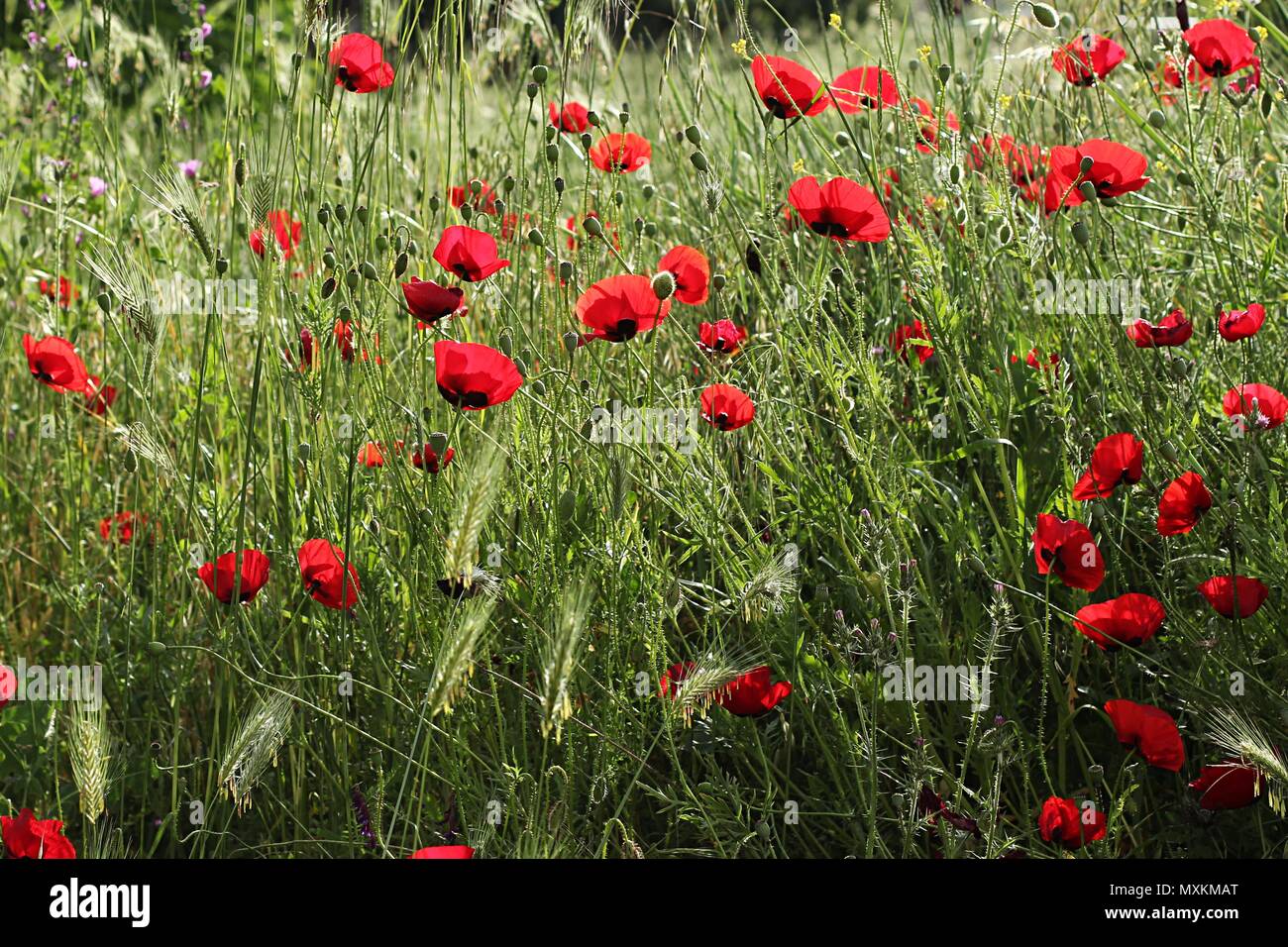 Grüne Gras mit roter Mohn Stockfoto