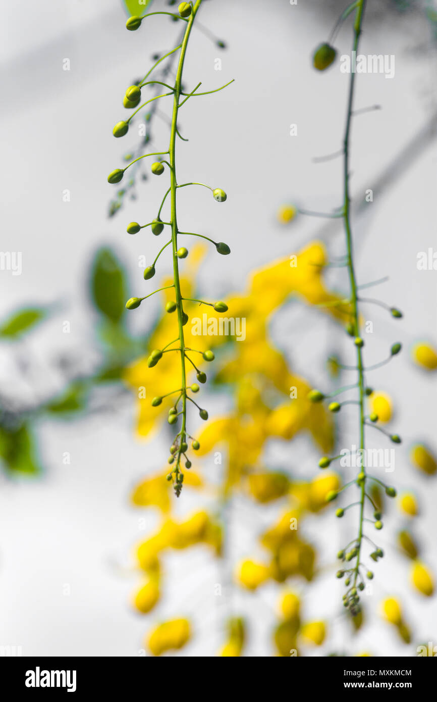 Cassia Fistula, wie die goldenen Regen Baum, canafistula und in ...